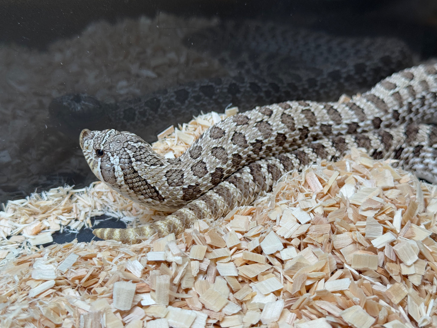 2022 北極 ♀ (驗證種母)