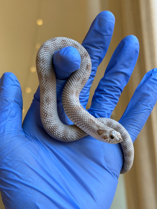 Antarctic Conda Het Toffee 50%ph Axanthic