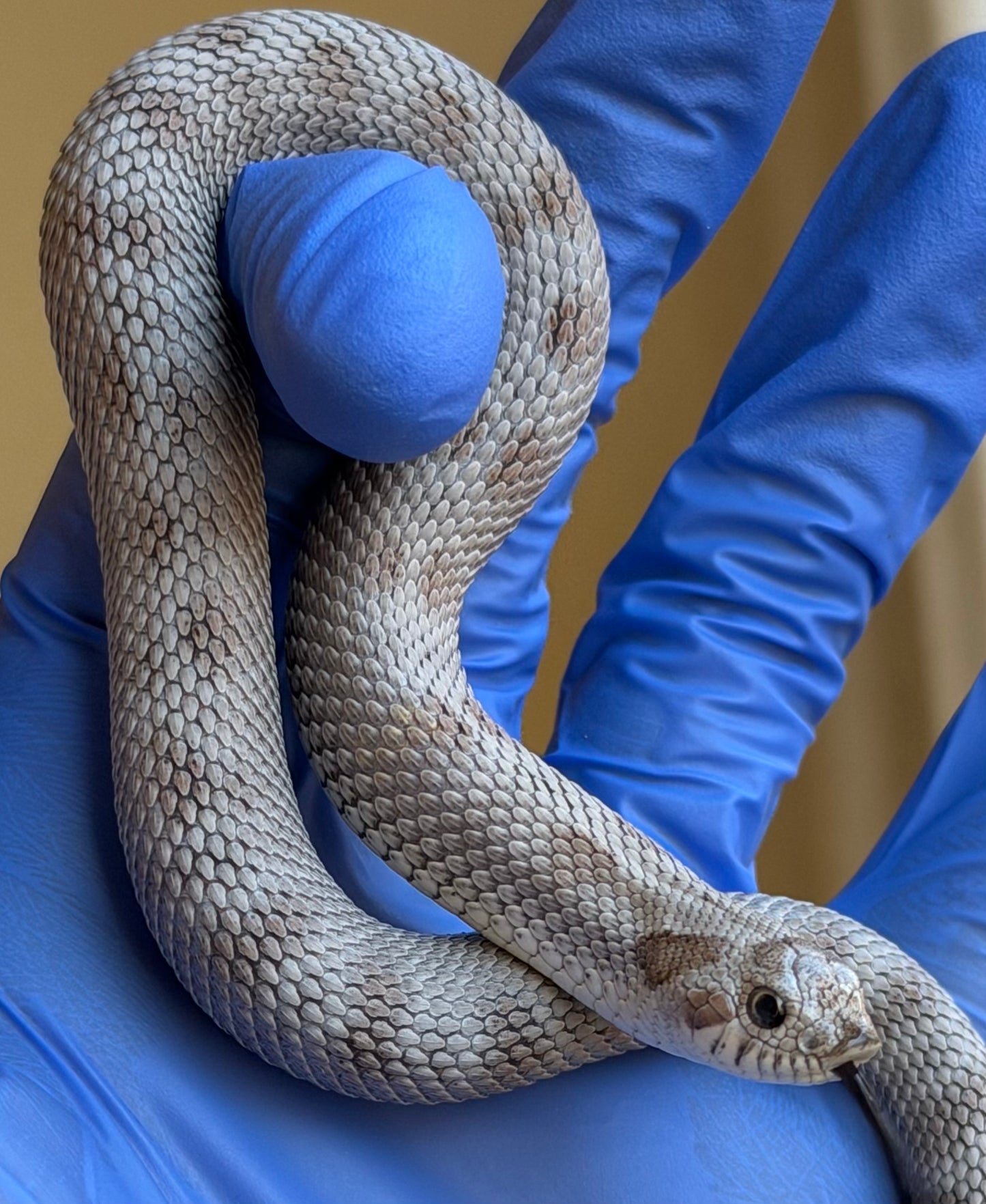 Antarctic Conda Het Toffee 50%ph Axanthic