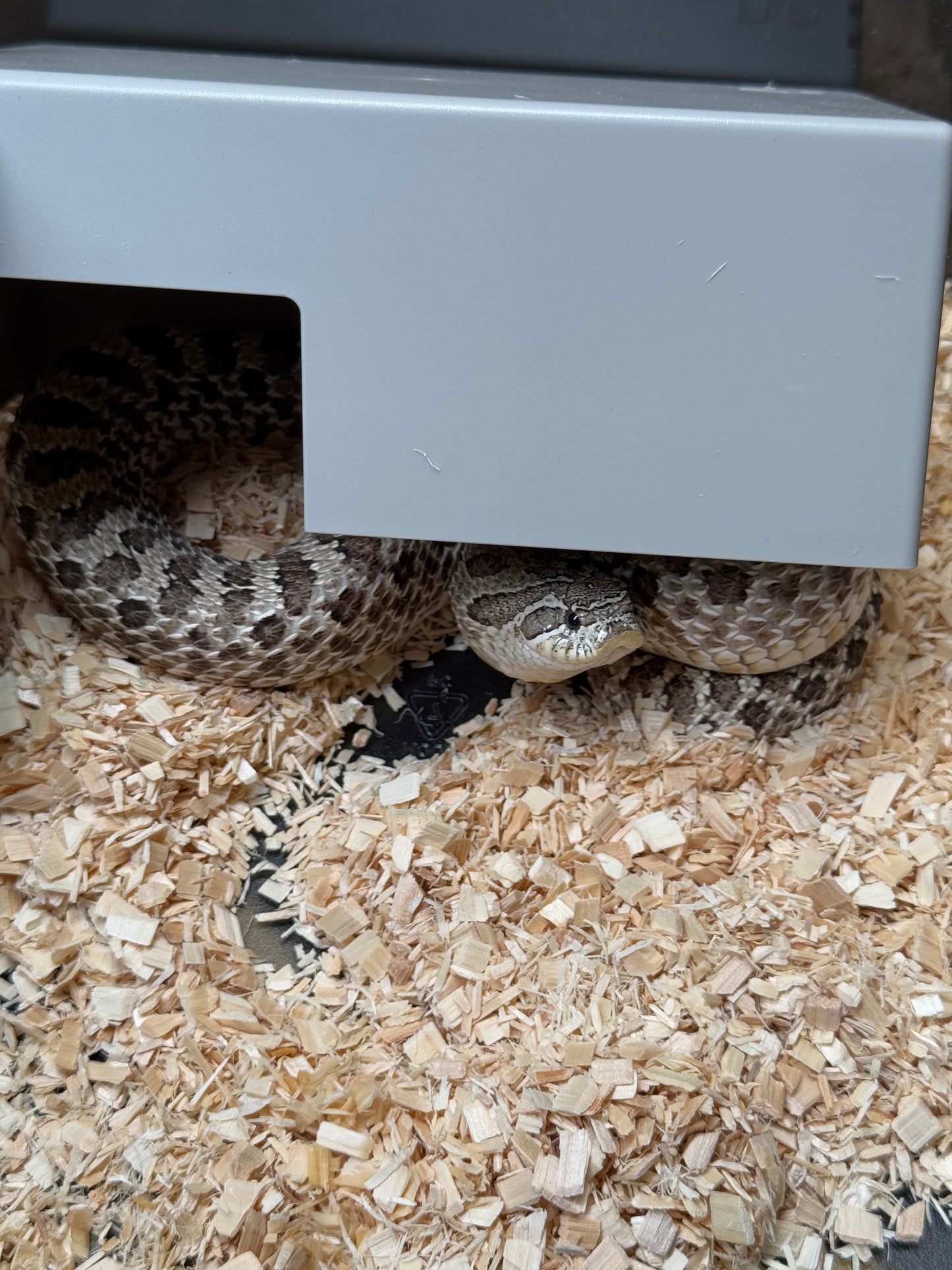 2022 北極 ♀ (驗證種母)