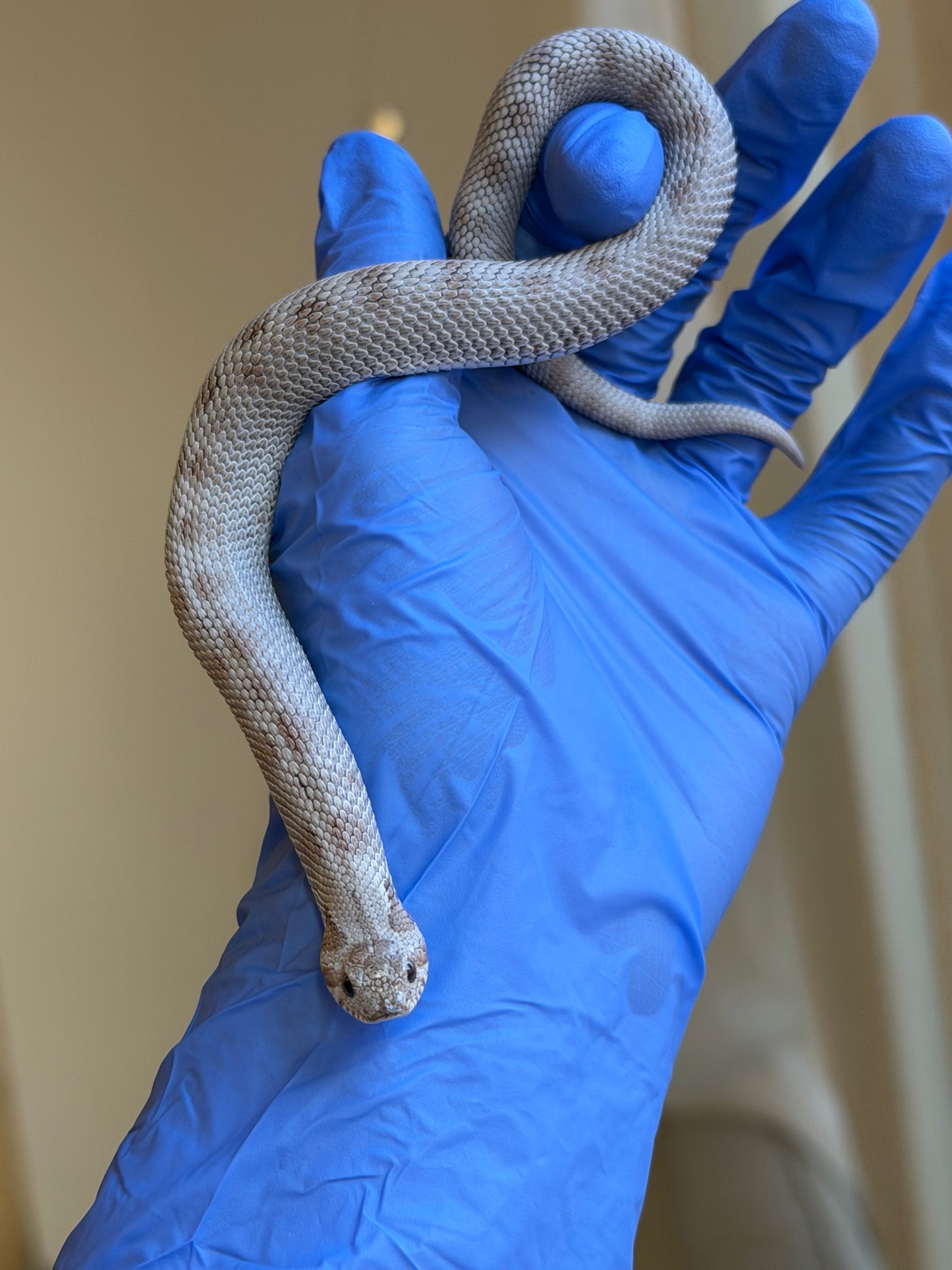 Antarctic Conda Het Toffee 50%ph Axanthic