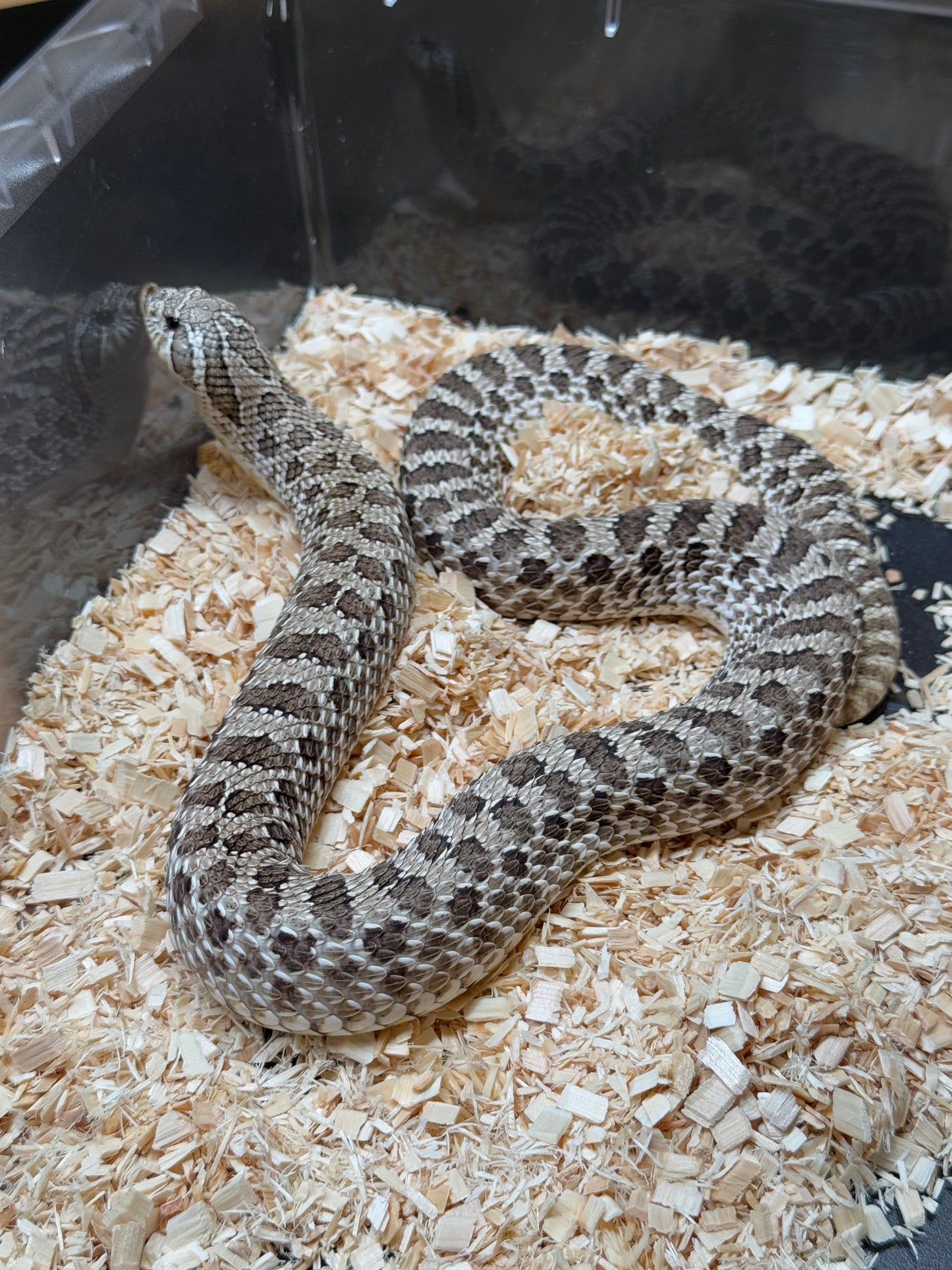 2022 北極 ♀ (驗證種母)