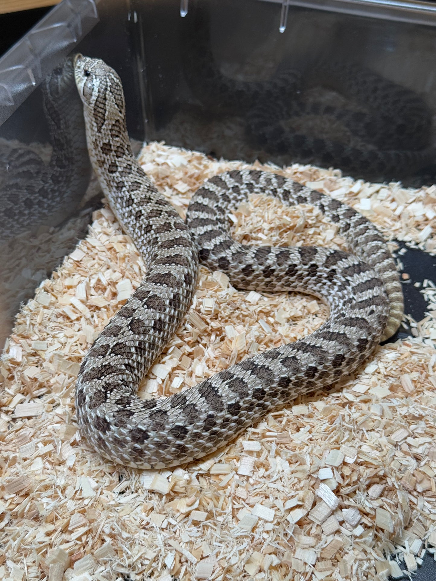 2022 北極 ♀ (驗證種母)