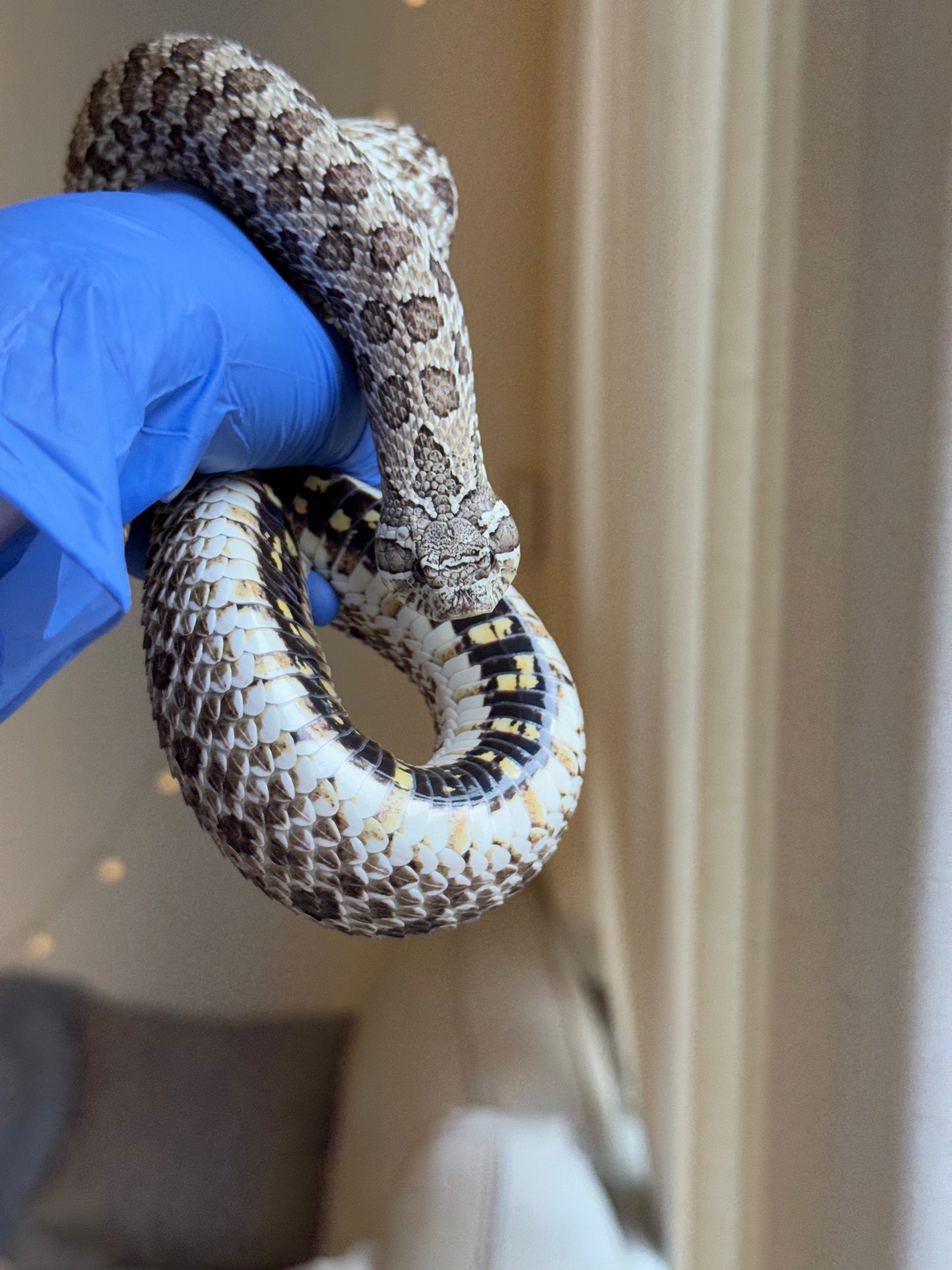 2022 北極 ♀ (驗證種母)