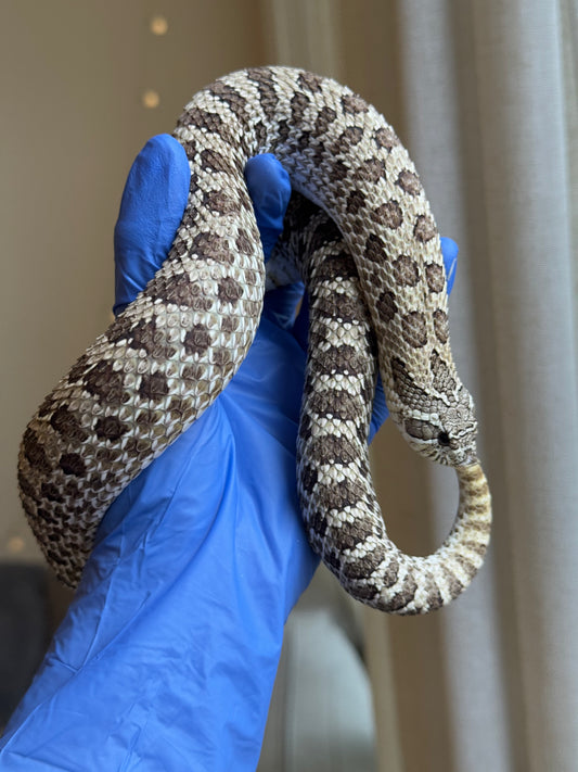 2022 北極 ♀ (驗證種母)