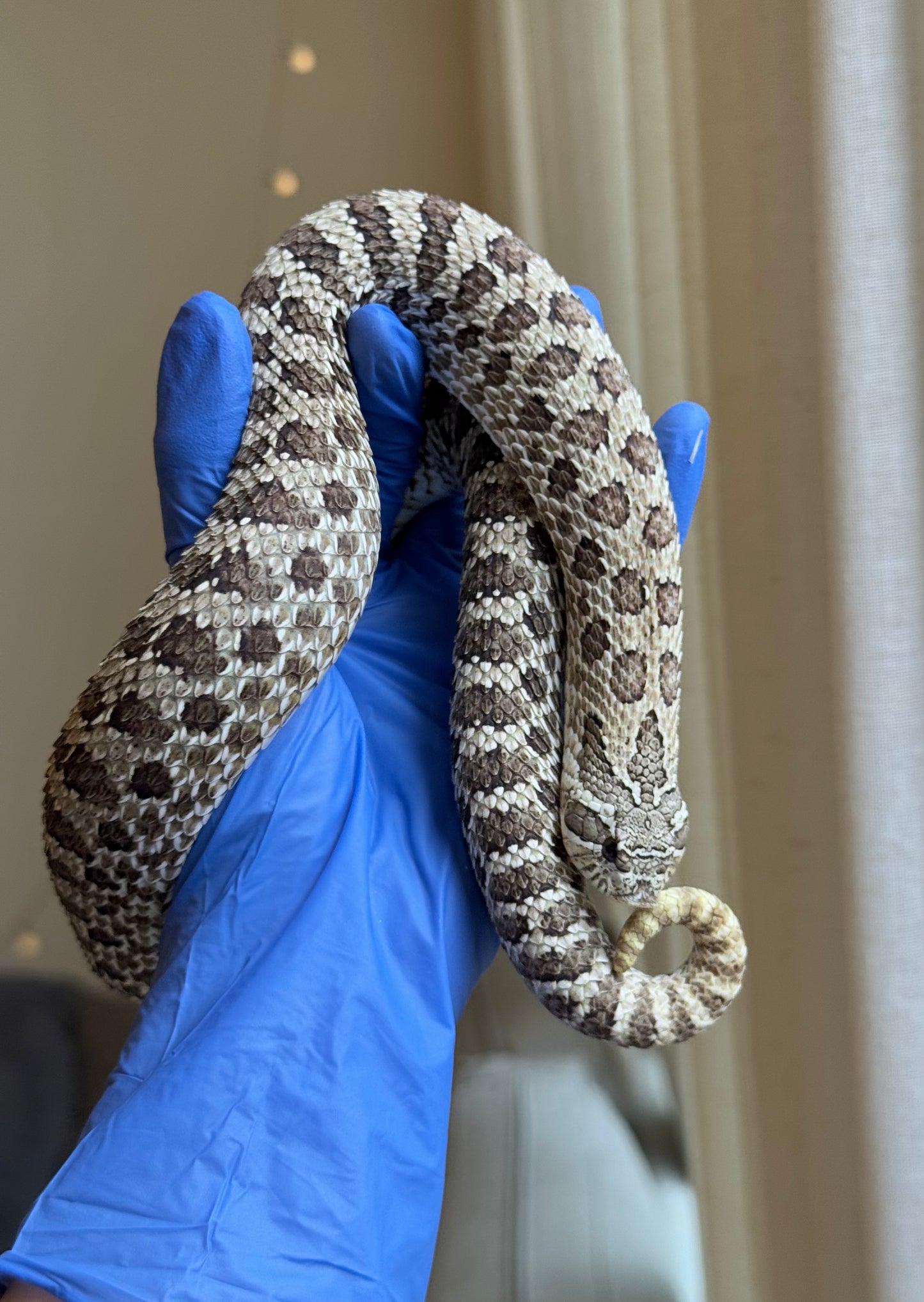 2022 北極 ♀ (驗證種母)