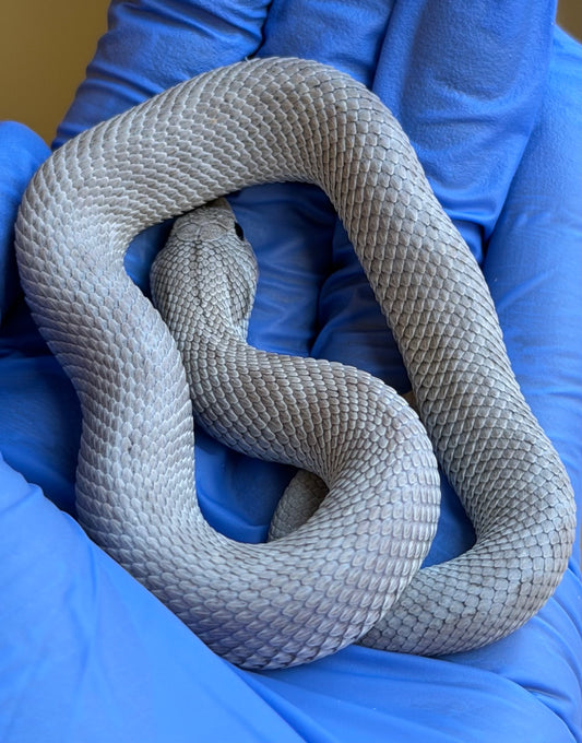 Antarctic Conda Het Toffee 50%ph Axanthic