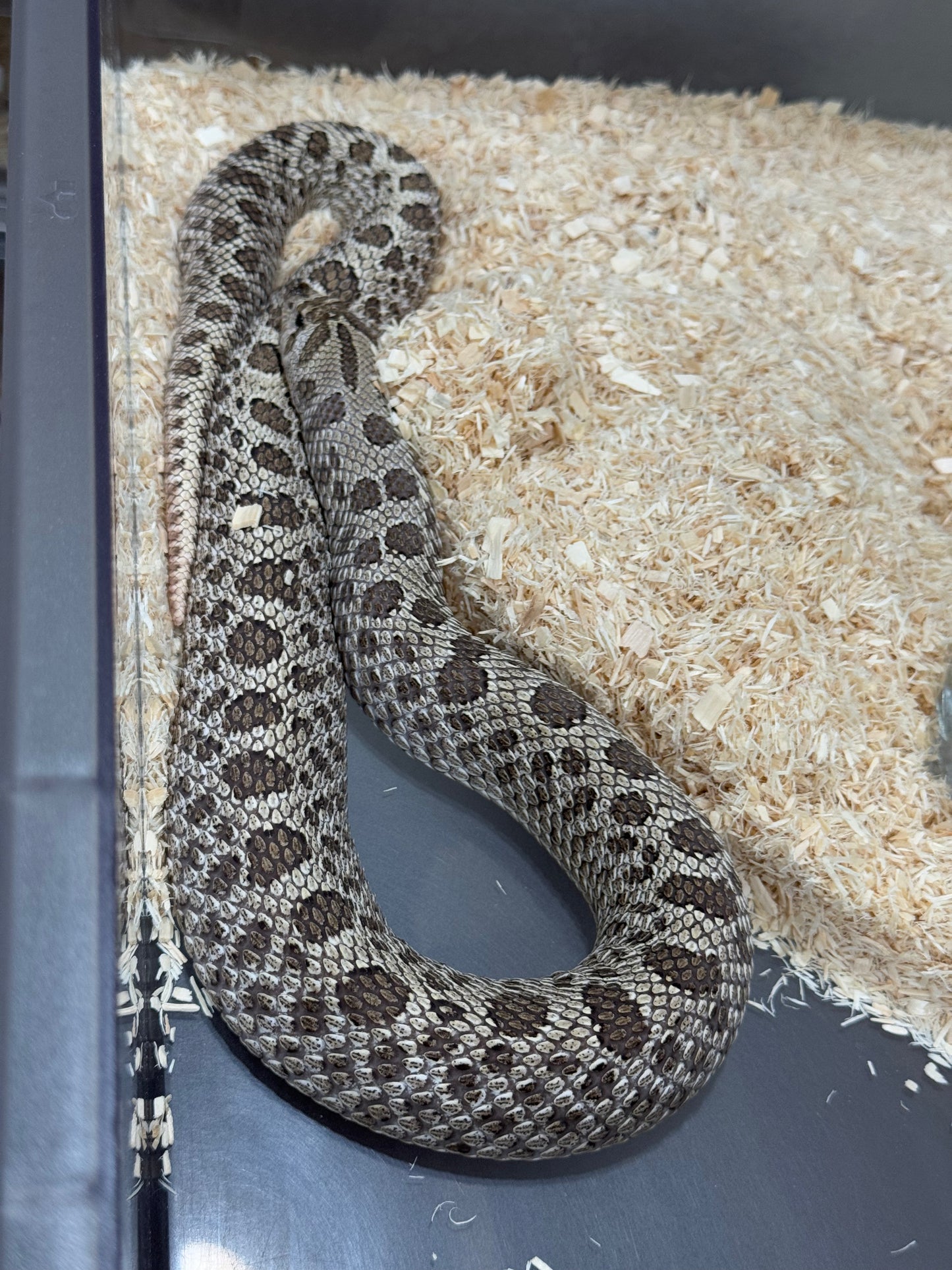 2022 超級北極 ♀ (驗證種母)