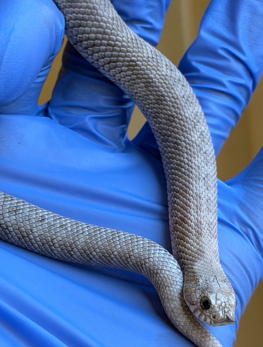 Antarctic Axanthic Het Toffee Swiss