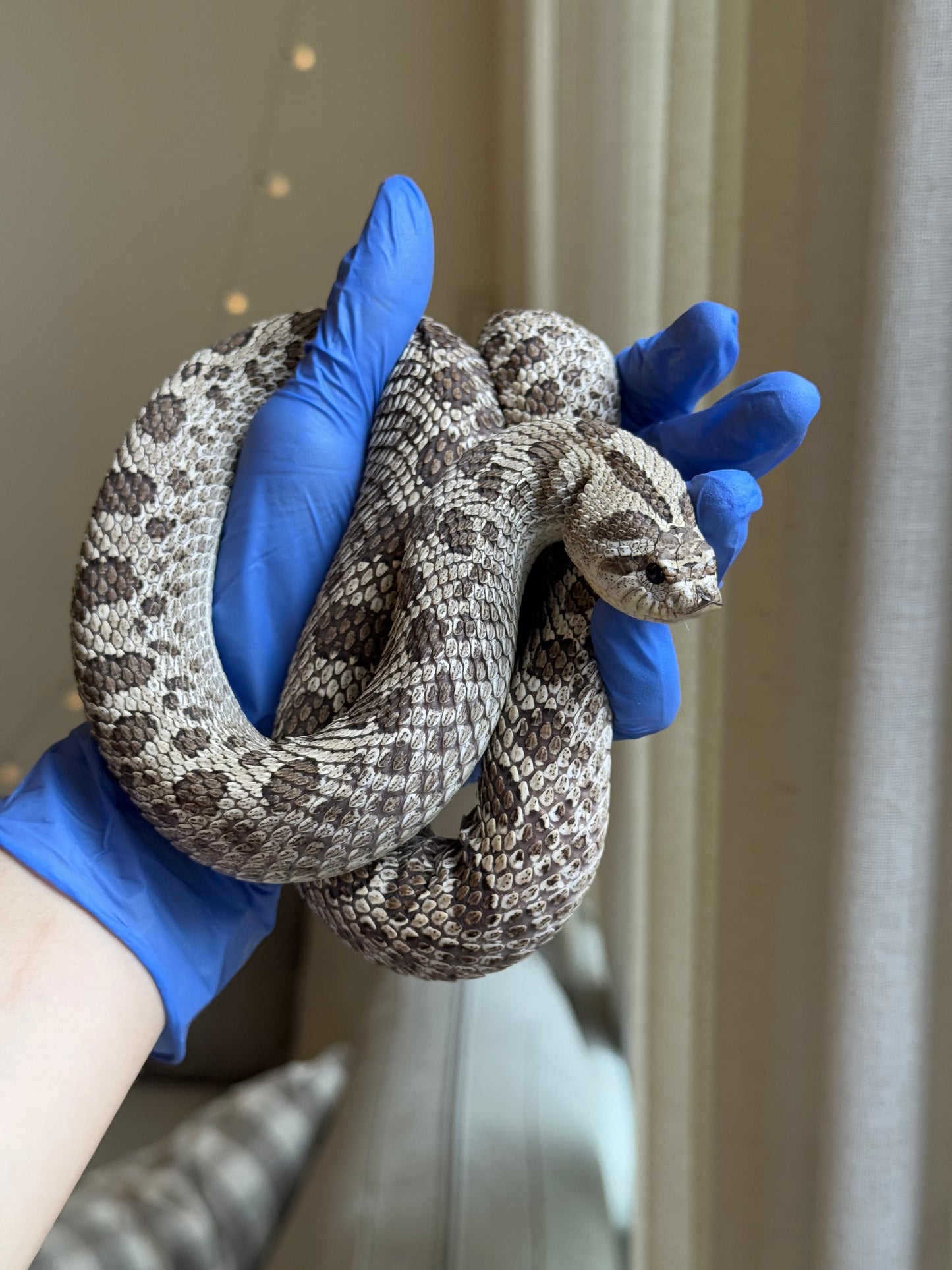 2022 超級北極 ♀ (驗證種母)