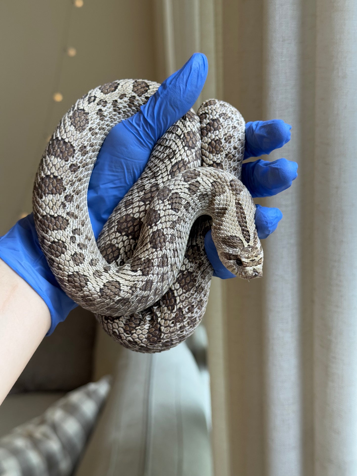 2022 超級北極 ♀ (驗證種母)