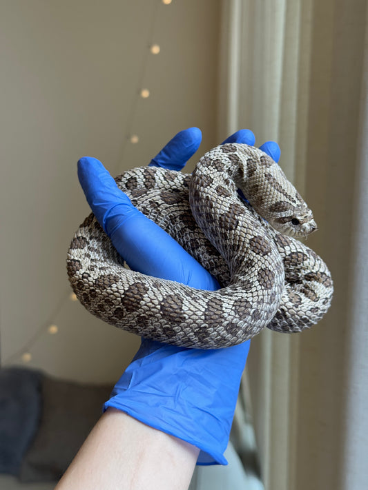 2022 超級北極 ♀ (驗證種母)