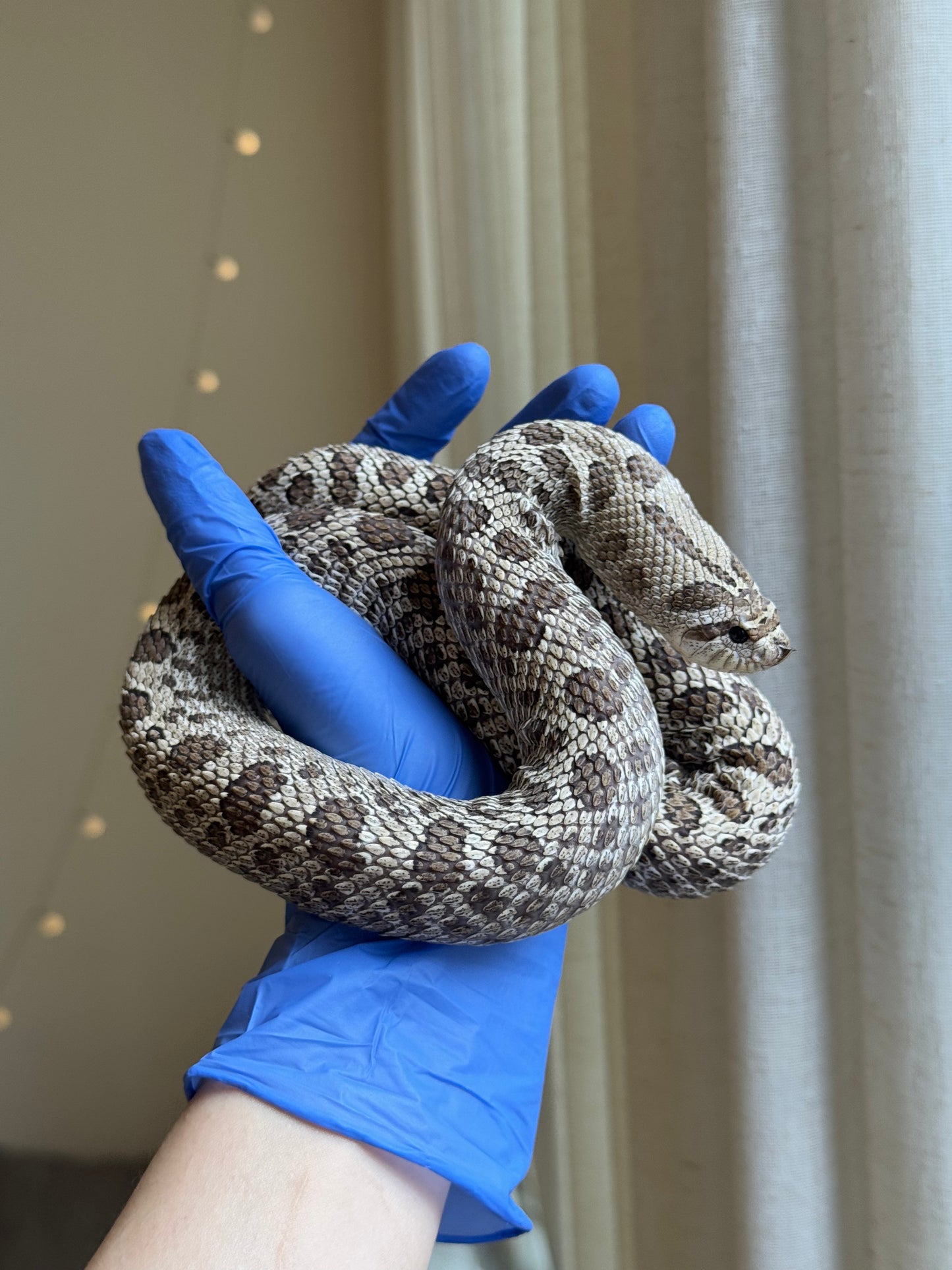 2022 超級北極 ♀ (驗證種母)