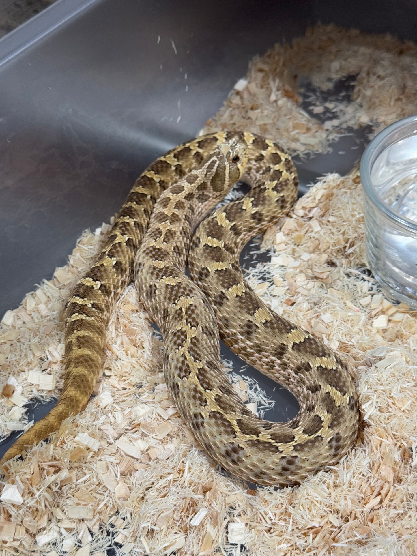 2020 低%檸檬鬼Het太妃 ♀ (驗證種母)