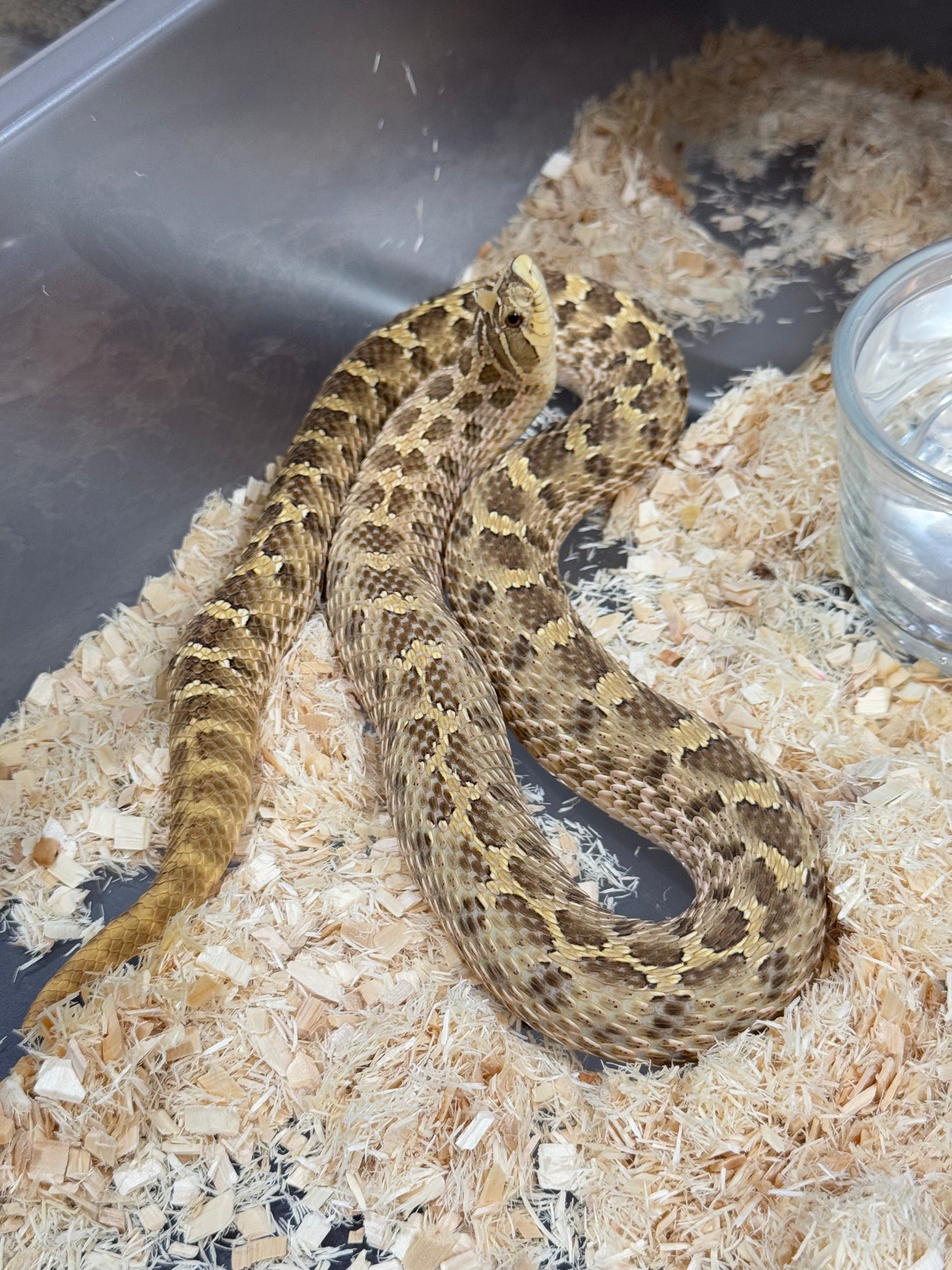 2020 低%檸檬鬼Het太妃 ♀ (驗證種母)