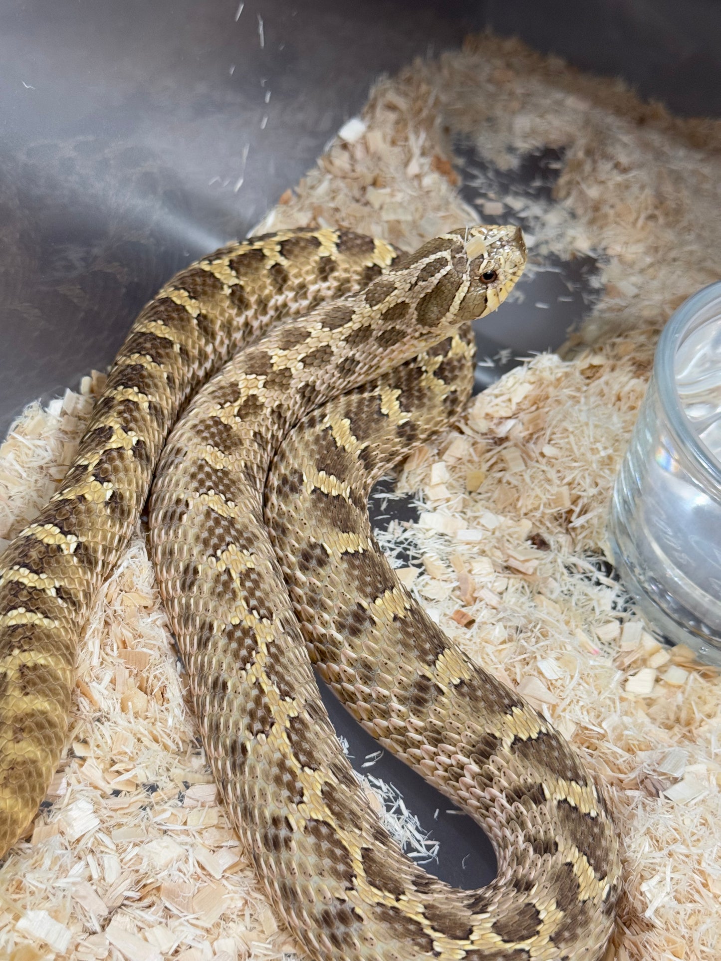 2020 低%檸檬鬼Het太妃 ♀ (驗證種母)