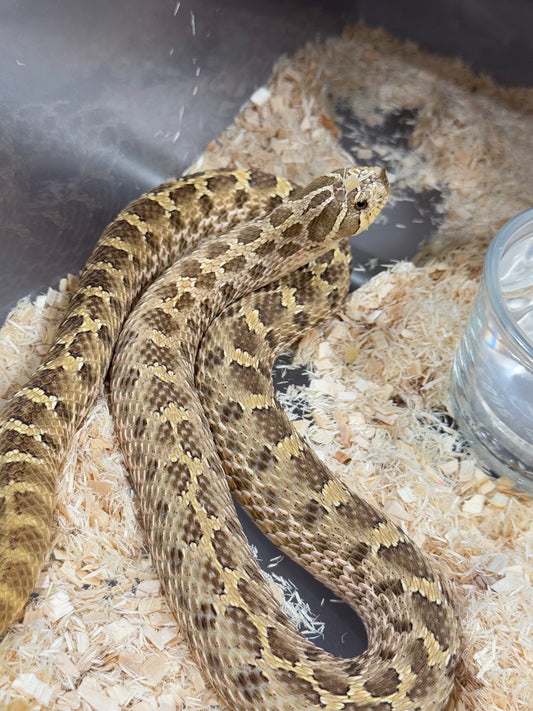 2020 低%檸檬鬼Het太妃 ♀ (驗證種母)