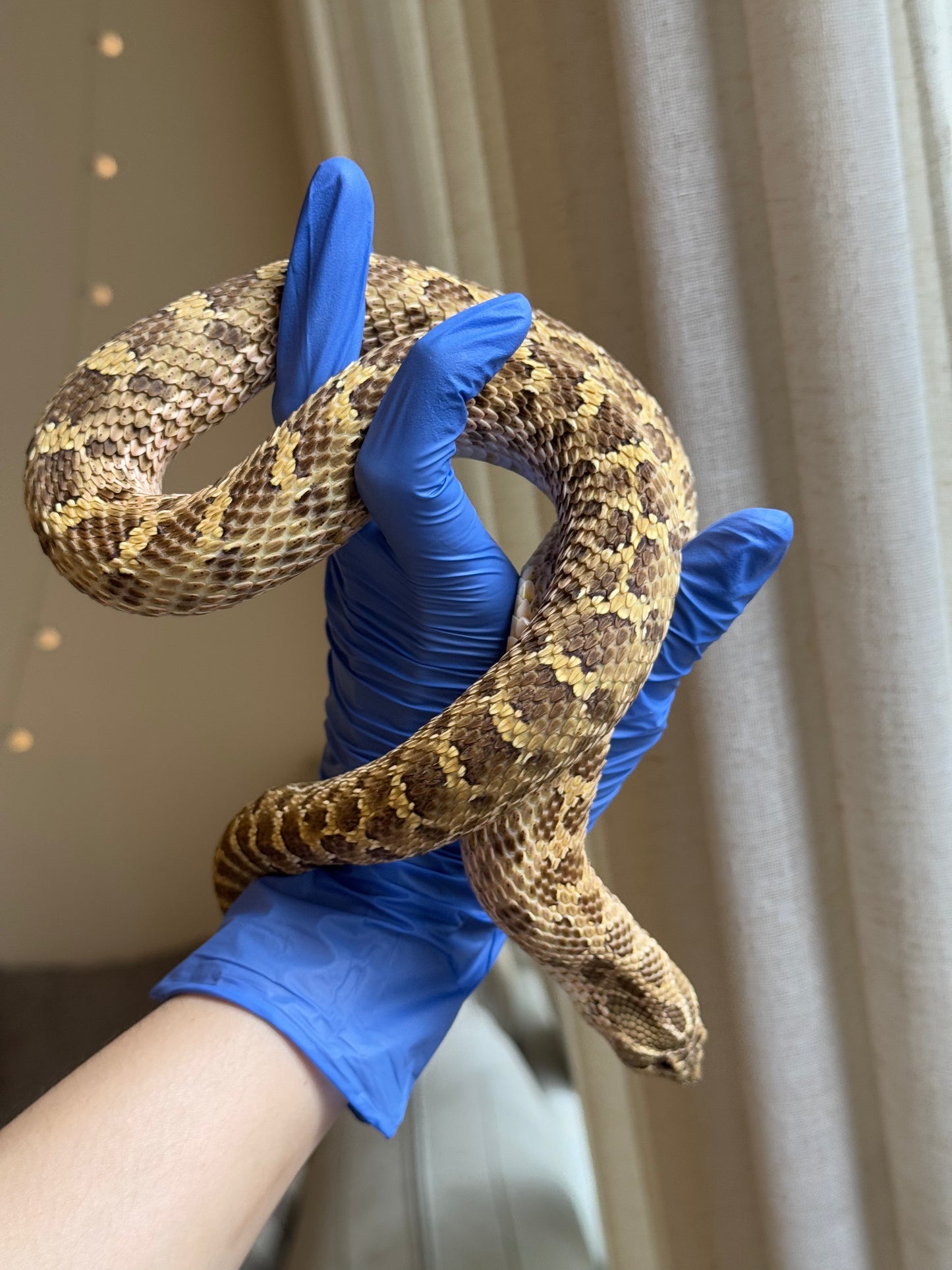 2020 低%檸檬鬼Het太妃 ♀ (驗證種母)