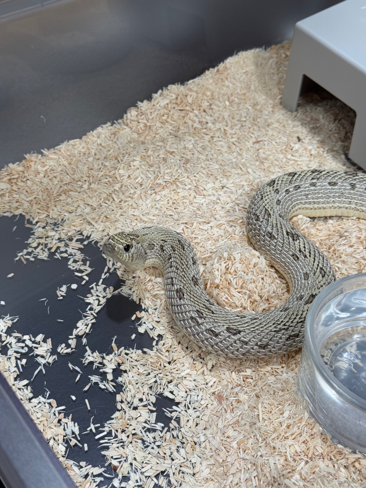 2022 超級北極康達Het白化 ♀ (驗證種母)