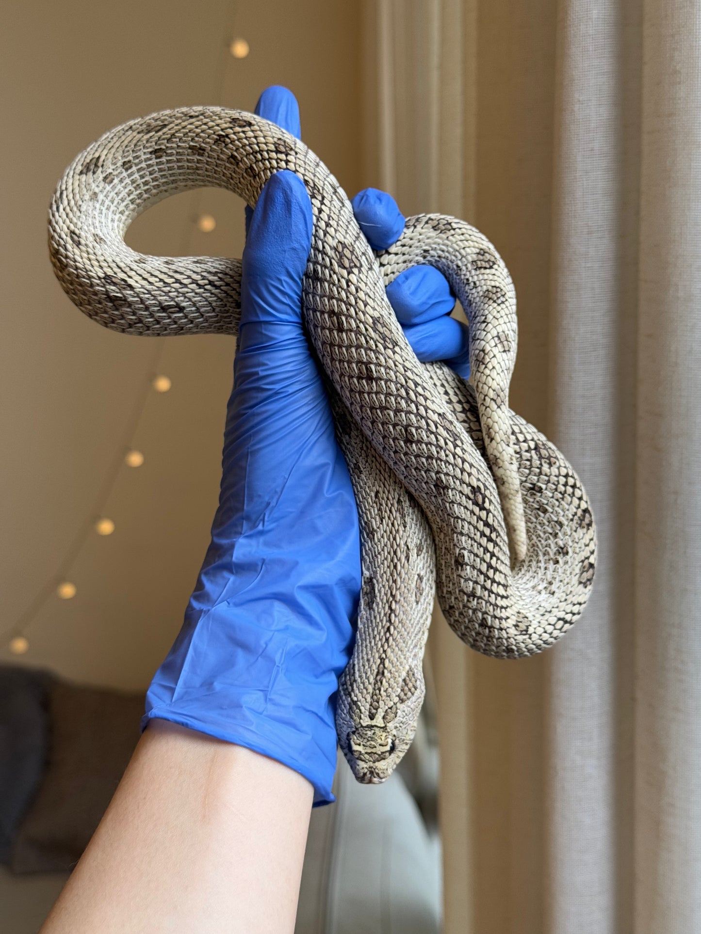 2022 超級北極康達Het白化 ♀ (驗證種母)