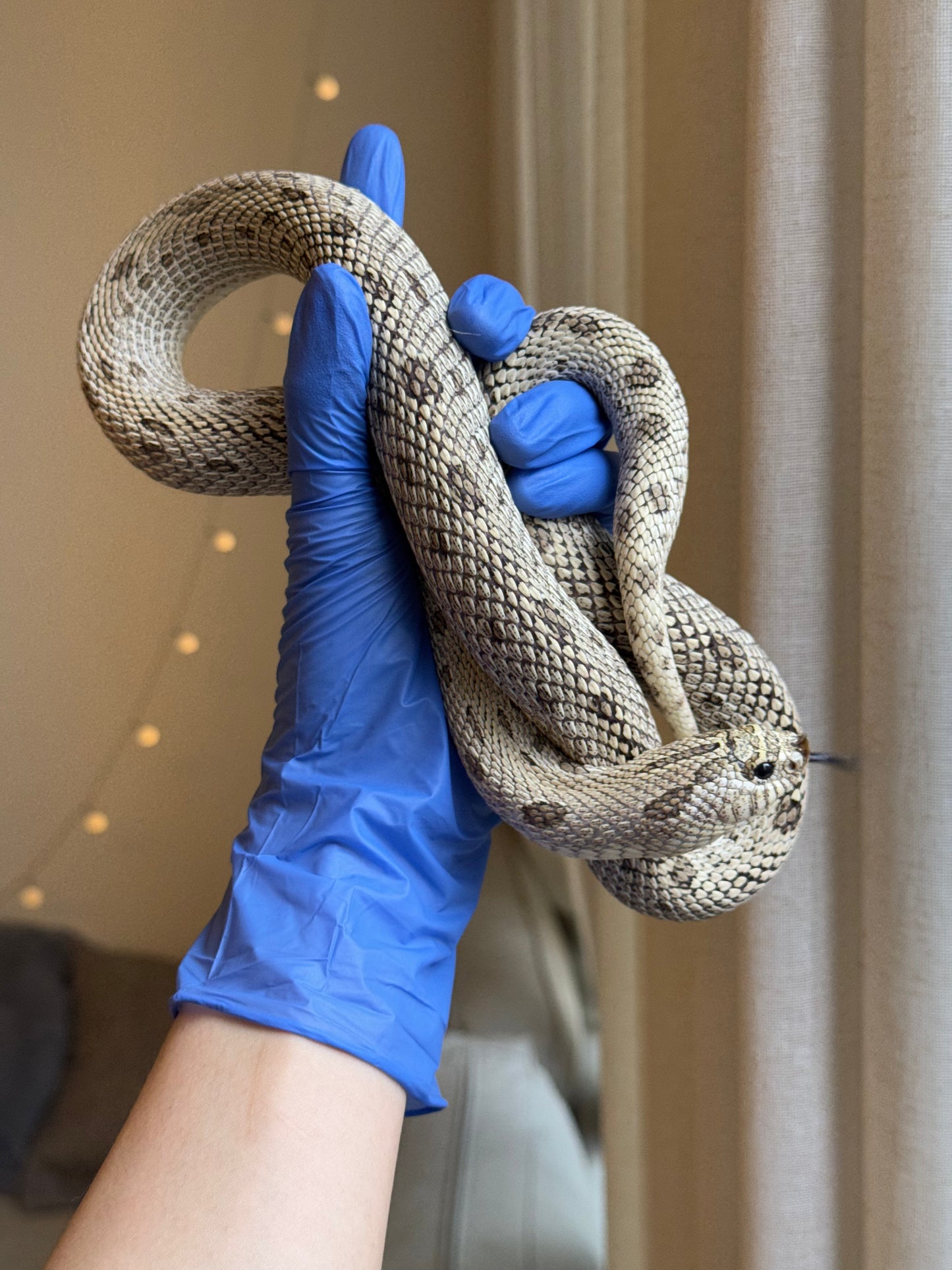 2022 超級北極康達Het白化 ♀ (驗證種母)