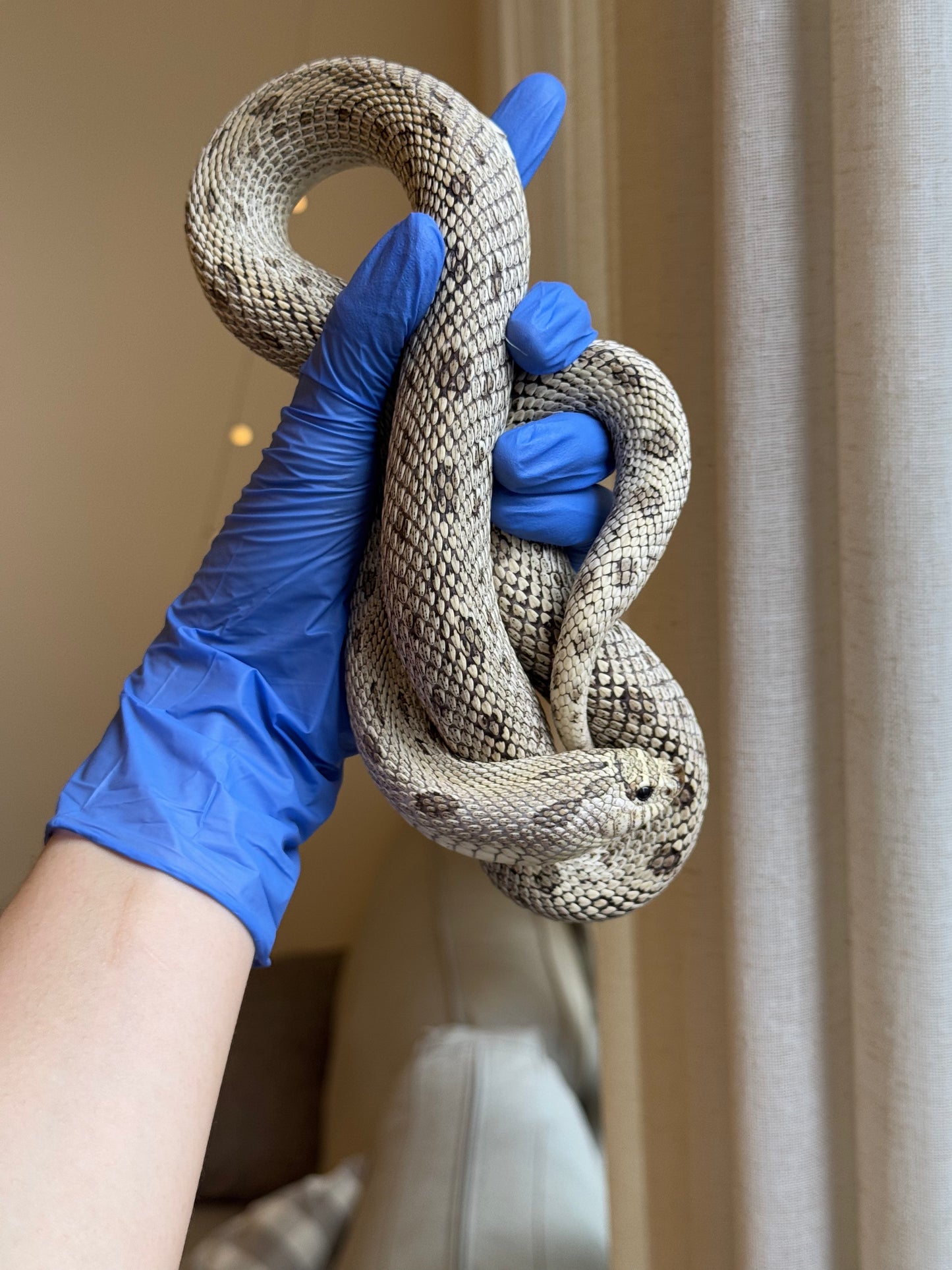 2022 超級北極康達Het白化 ♀ (驗證種母)