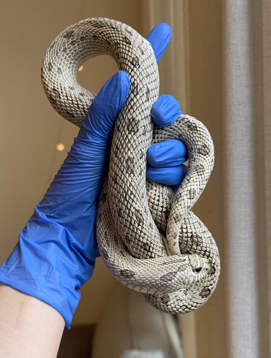 2022 超級北極康達Het白化 ♀ (驗證種母)