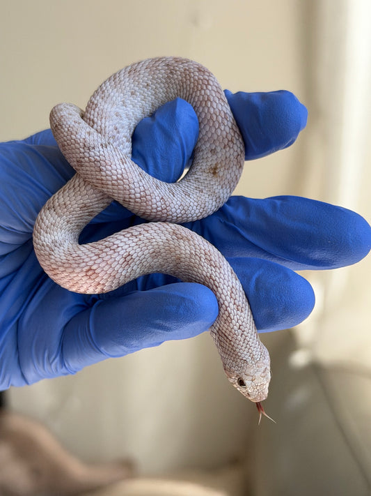 Antarctic Toffee 50%ph Axanthic