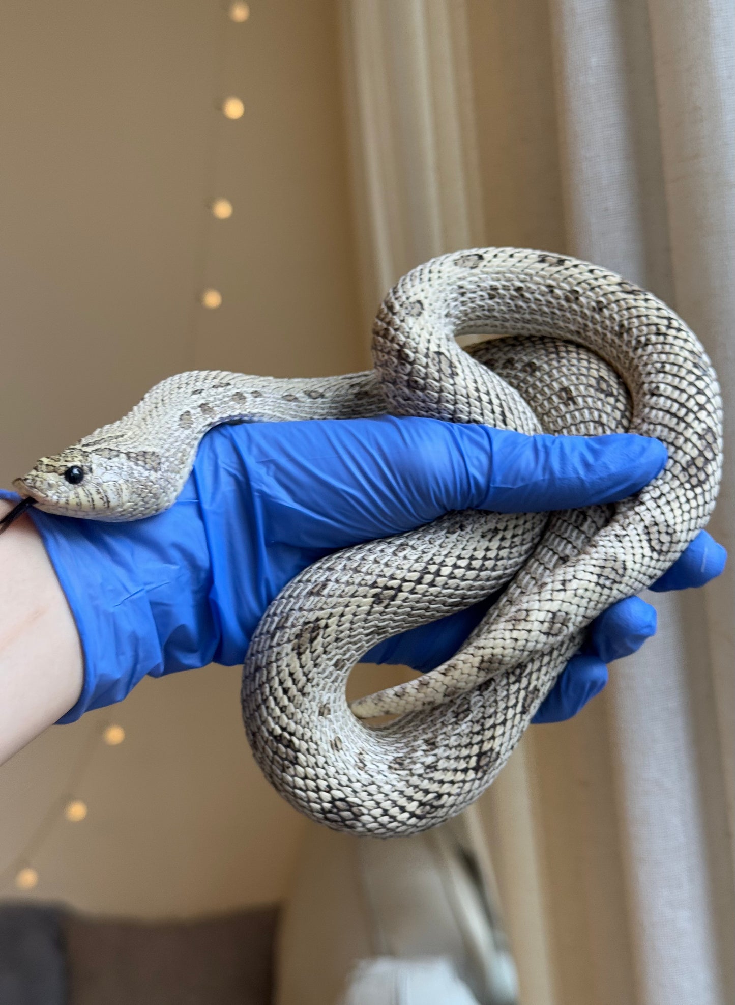 2022 超級北極康達Het白化 ♀ (驗證種母)