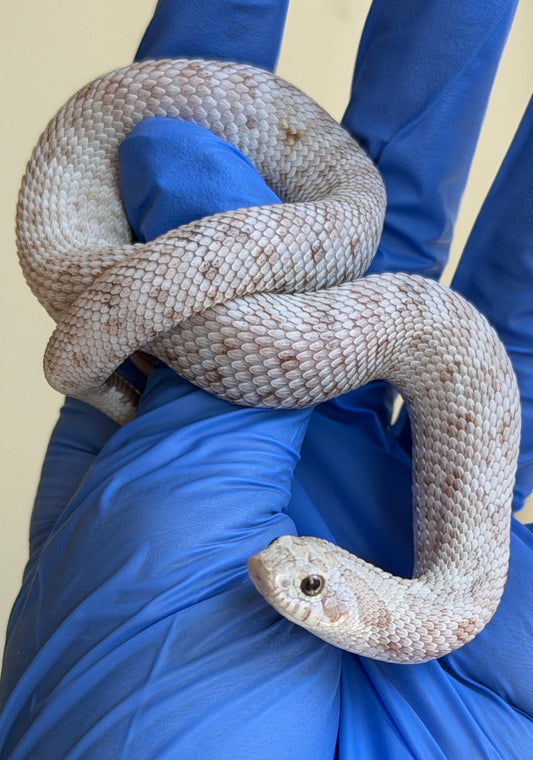 Antarctic Toffee 50%ph Axanthic