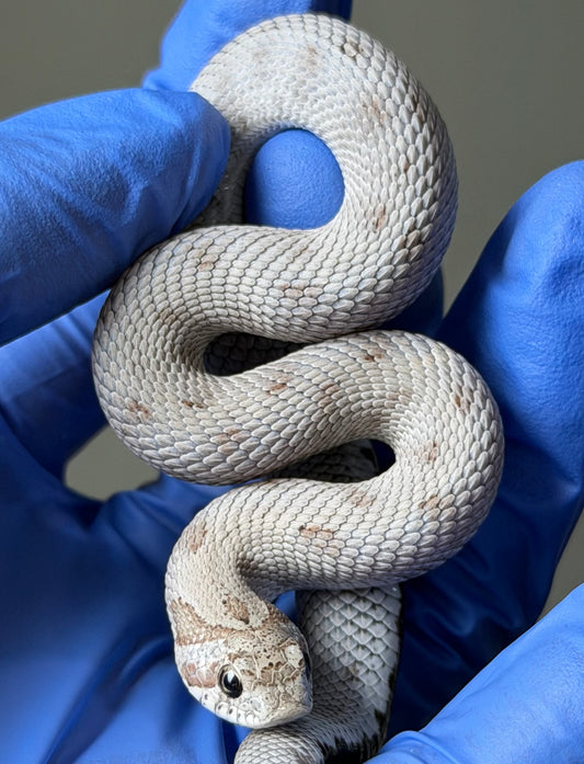 Antarctic Conda Pos Axanthic 66%ph Toffee