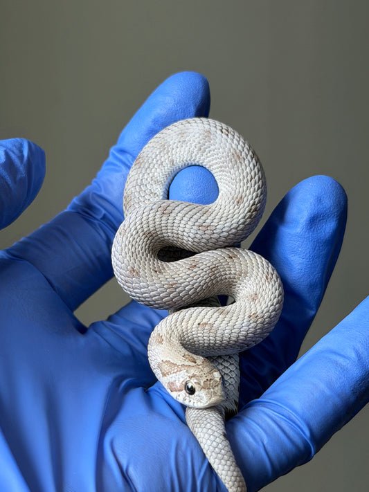 Antarctic Conda Pos Axanthic 66%ph Toffee