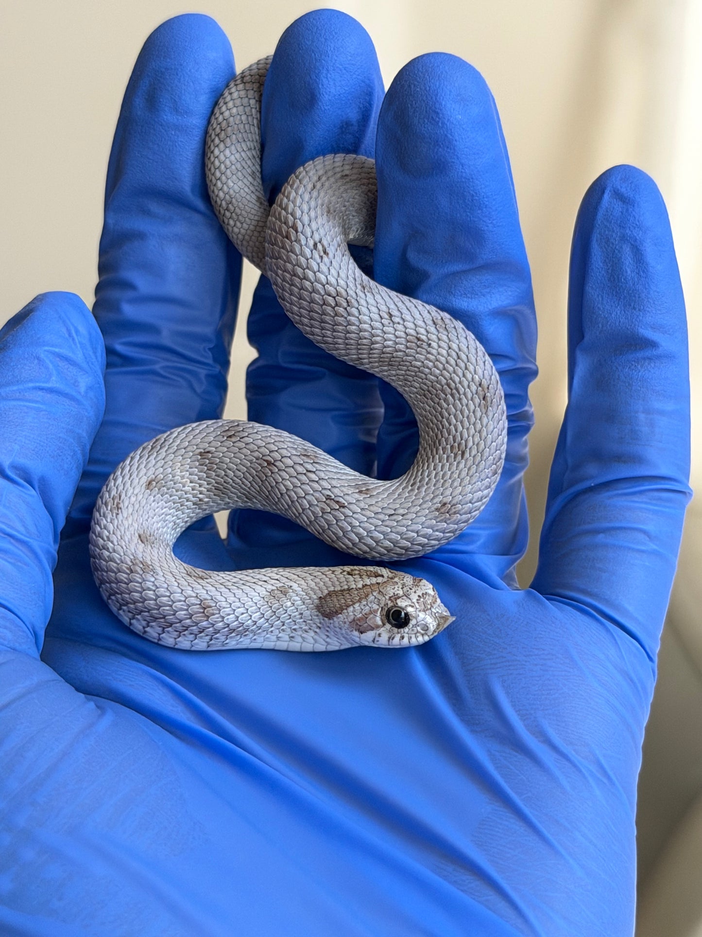 Antarctic Conda Pos Axanthic 66%ph Toffee