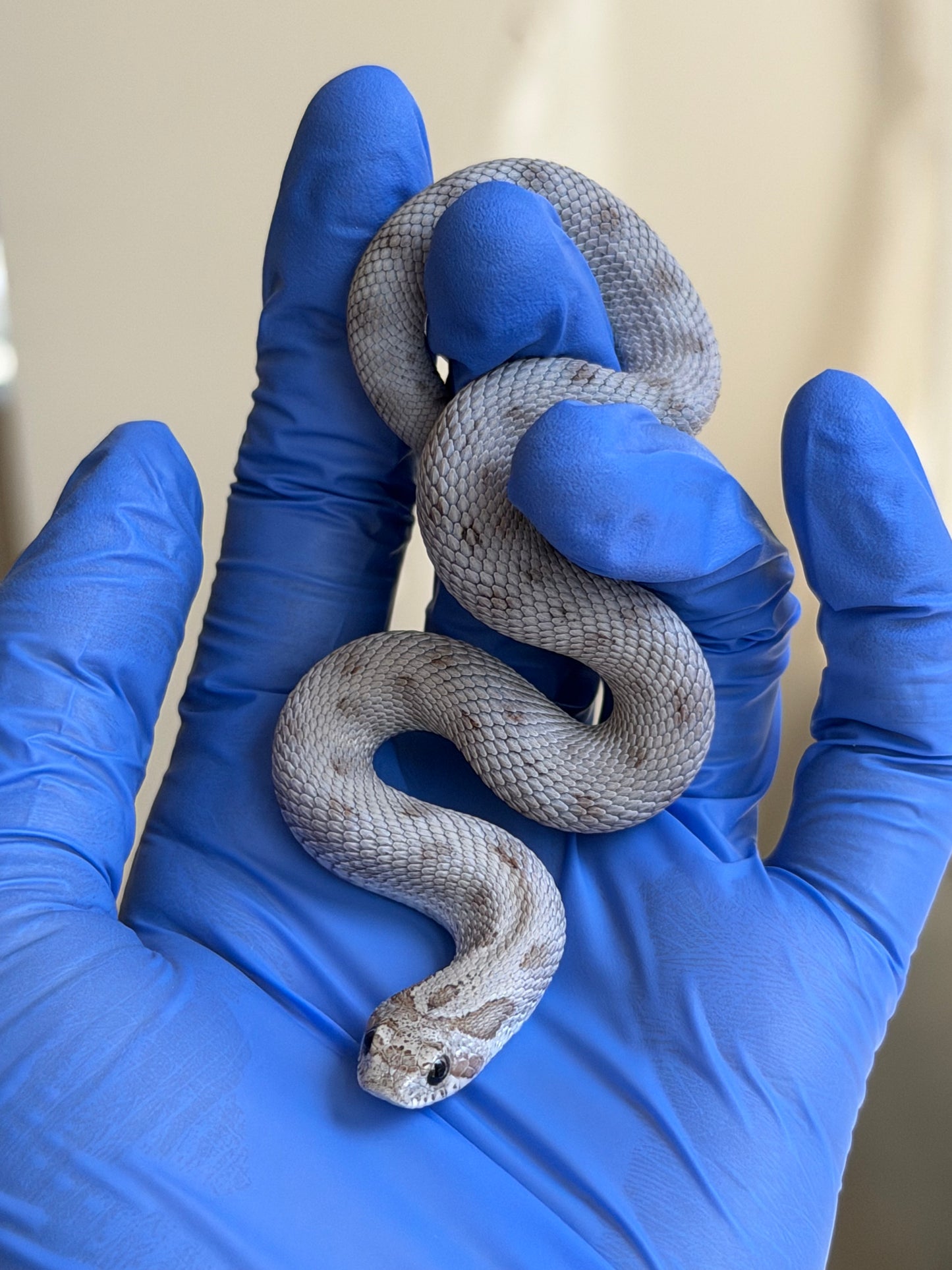 Antarctic Conda Pos Axanthic 66%ph Toffee