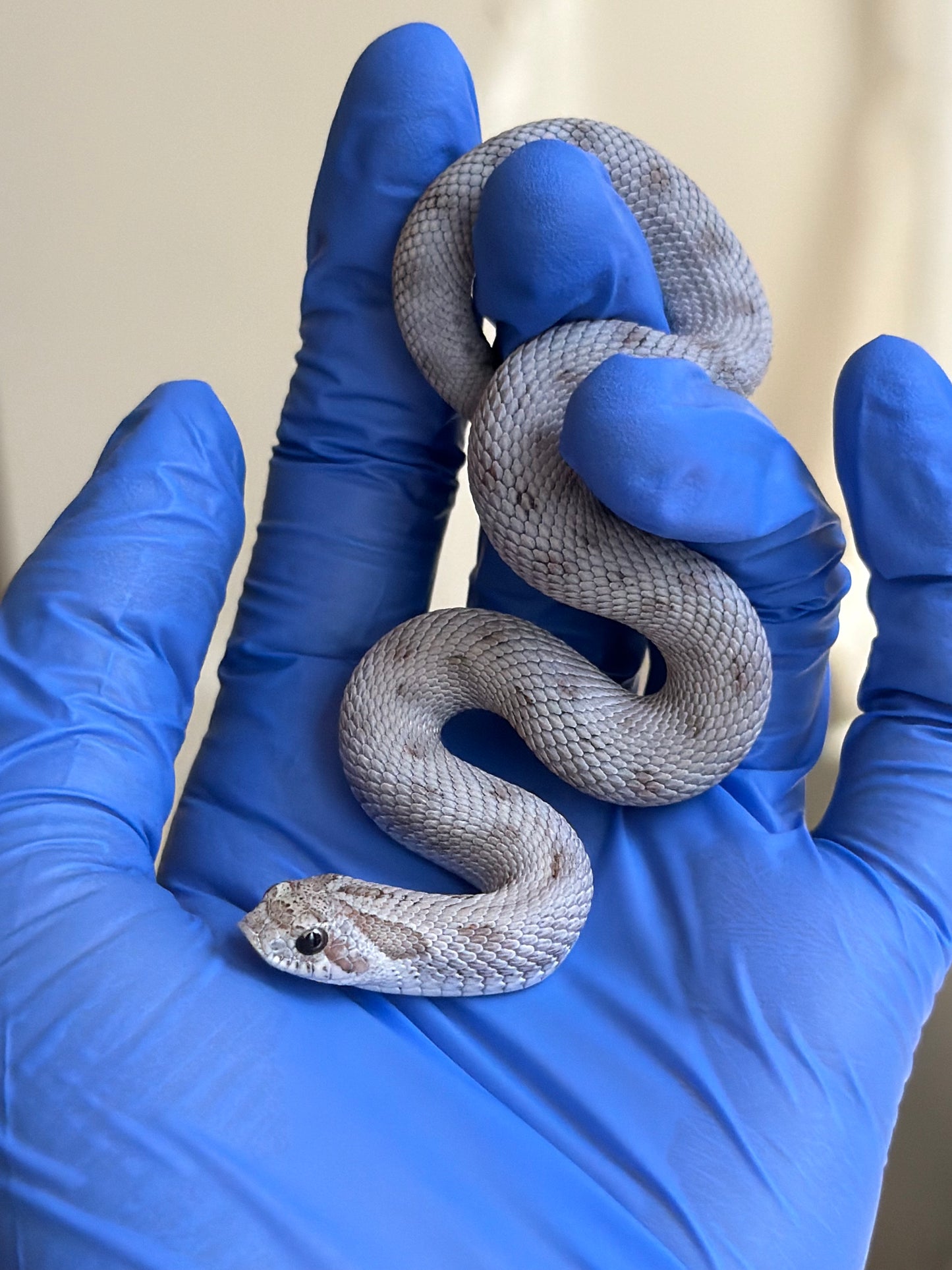 Antarctic Conda Pos Axanthic 66%ph Toffee
