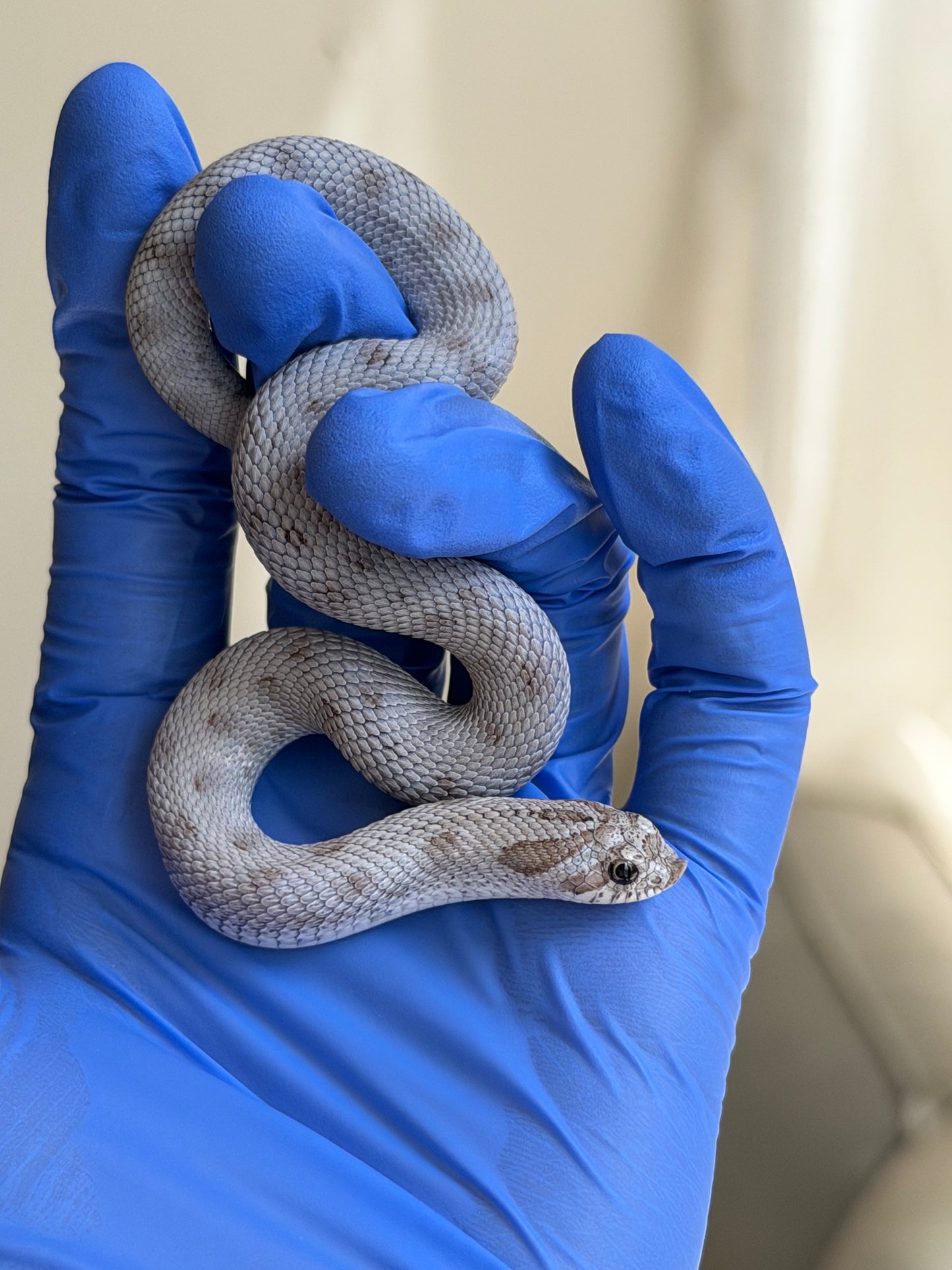 Antarctic Conda Pos Axanthic 66%ph Toffee
