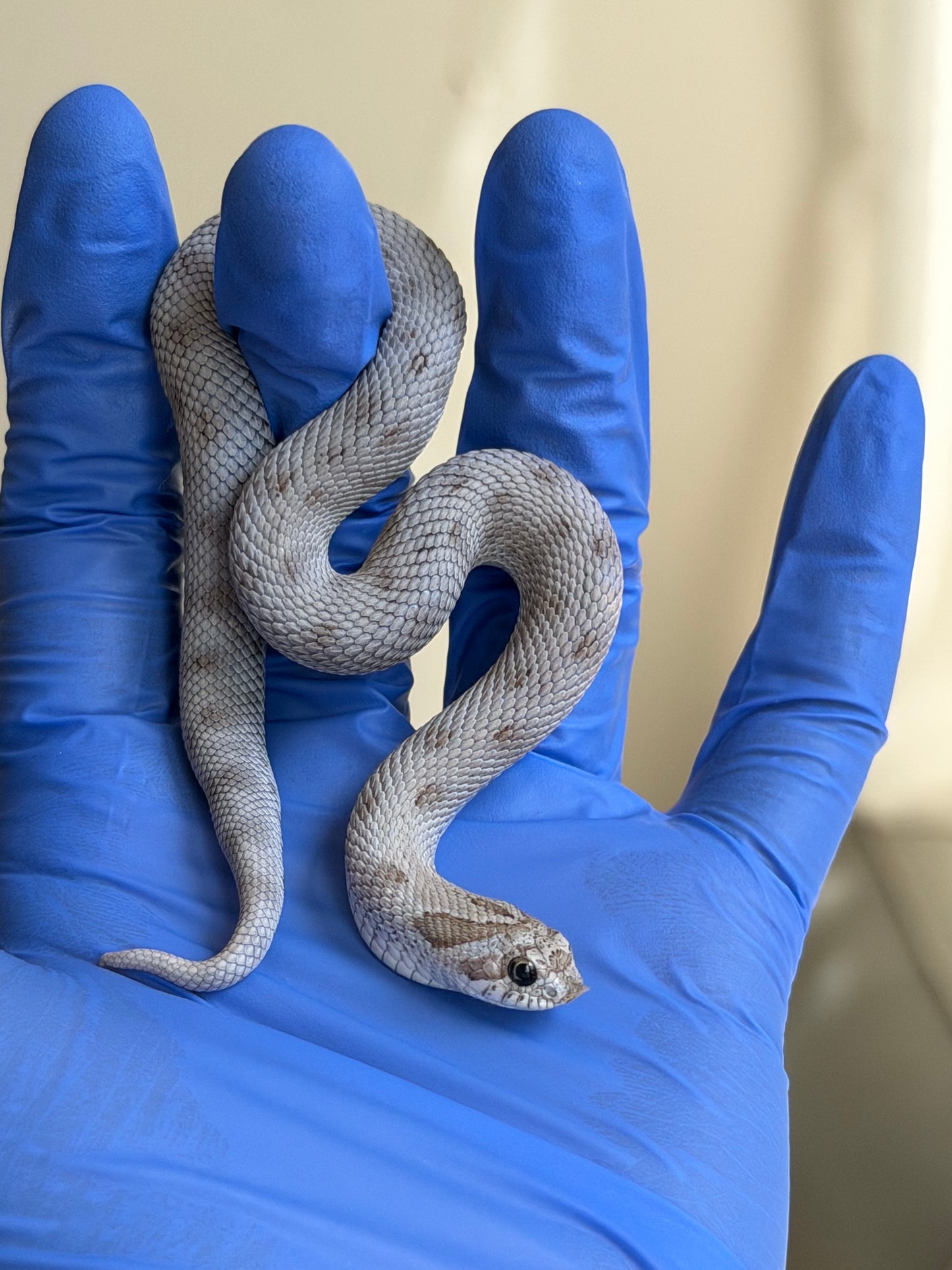 Antarctic Conda Pos Axanthic 66%ph Toffee