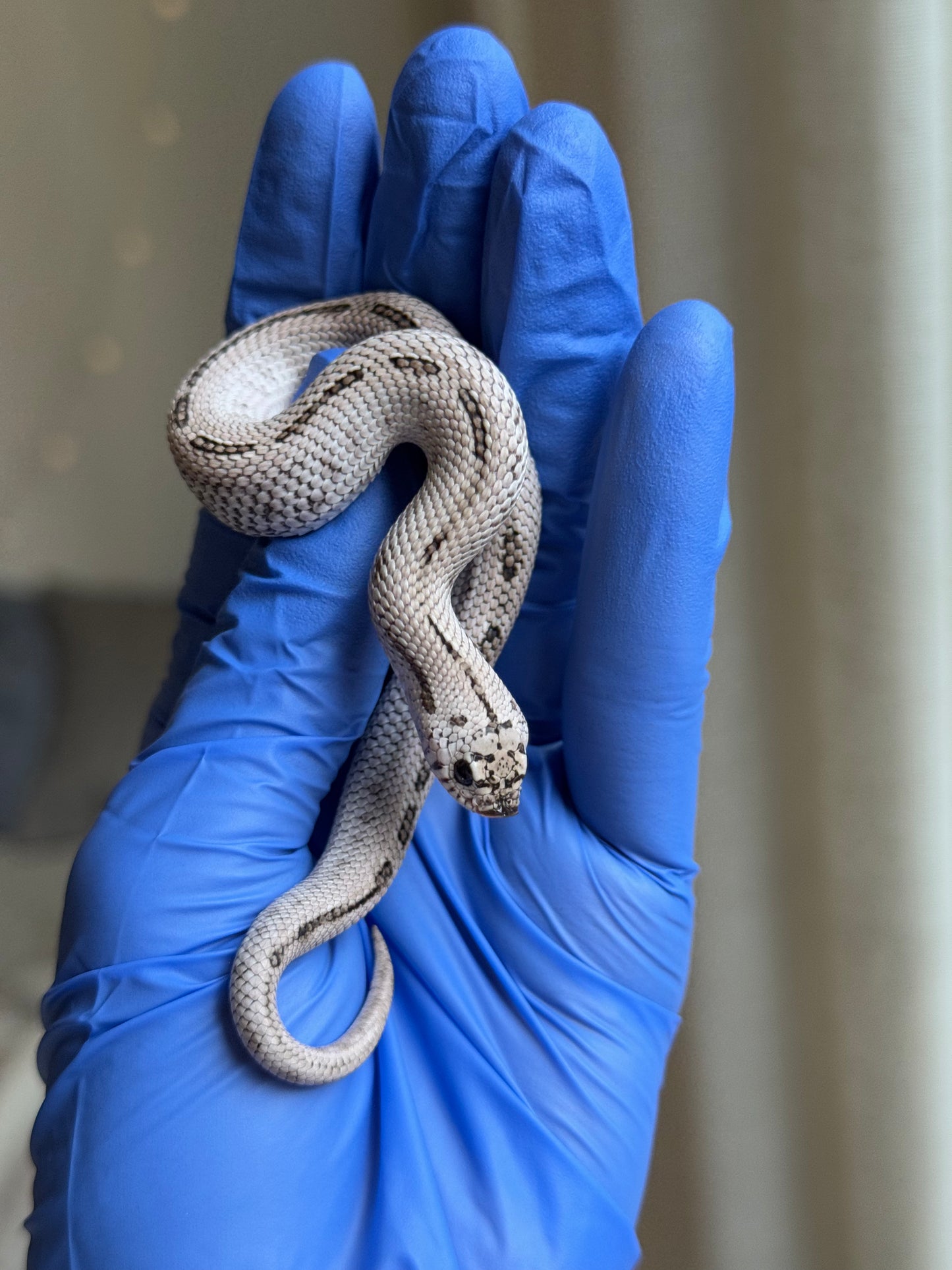 2025 超級北極康達鬼臉50%ph薰衣草 ♂ (H25309)