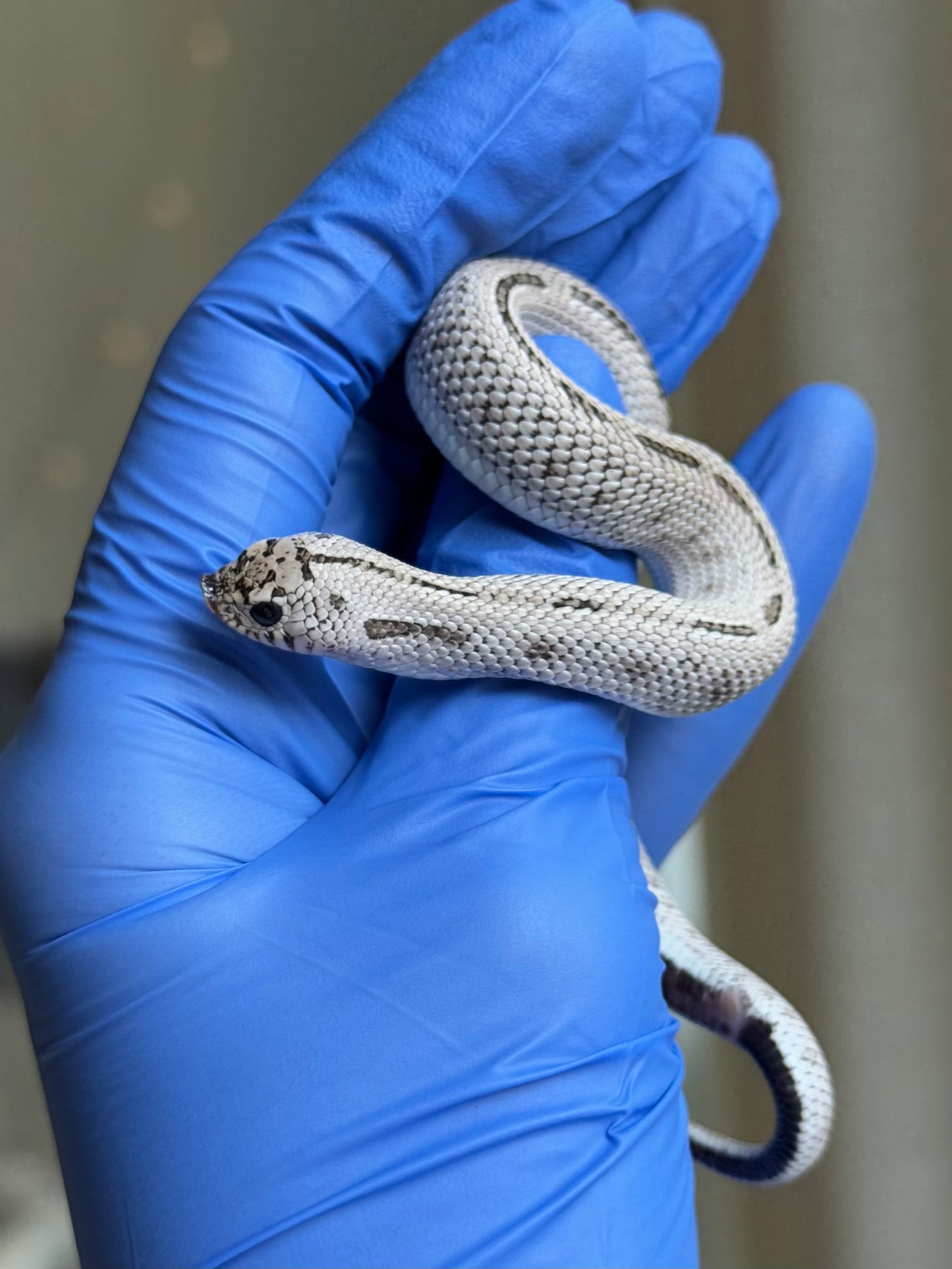 2025 超級北極康達鬼臉50%ph薰衣草 ♂ (H25309)