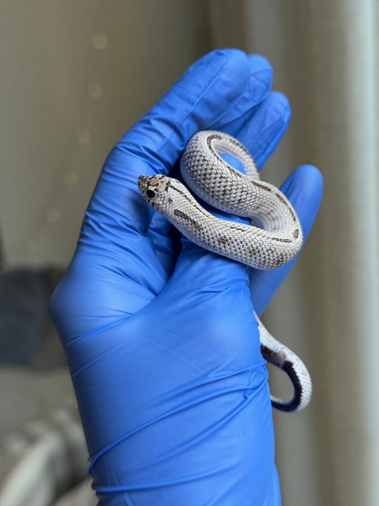 2025 超級北極康達鬼臉50%ph薰衣草 ♂ (H25309)