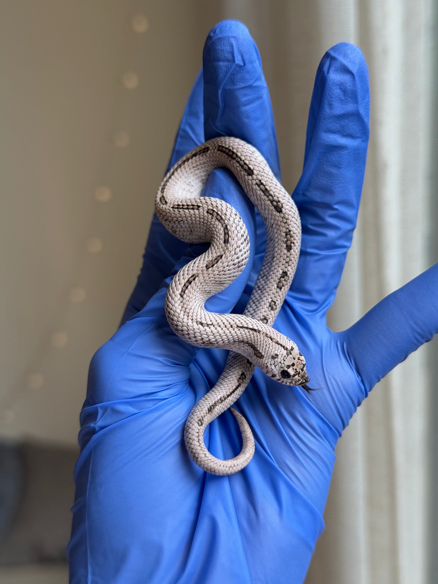 2025 超級北極康達鬼臉50%ph薰衣草 ♂ (H25309)