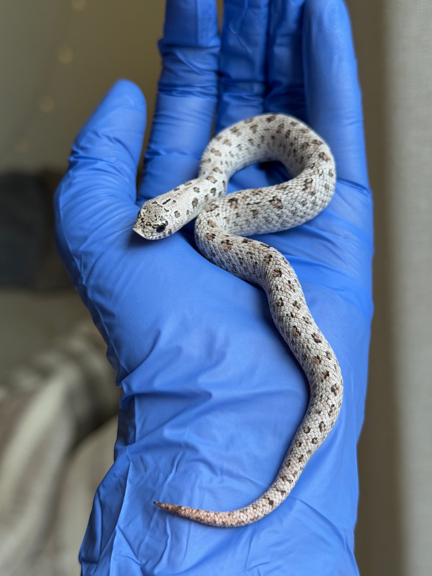 2025 超級北極鬼臉50%ph薰衣草 ♂ (H25312)