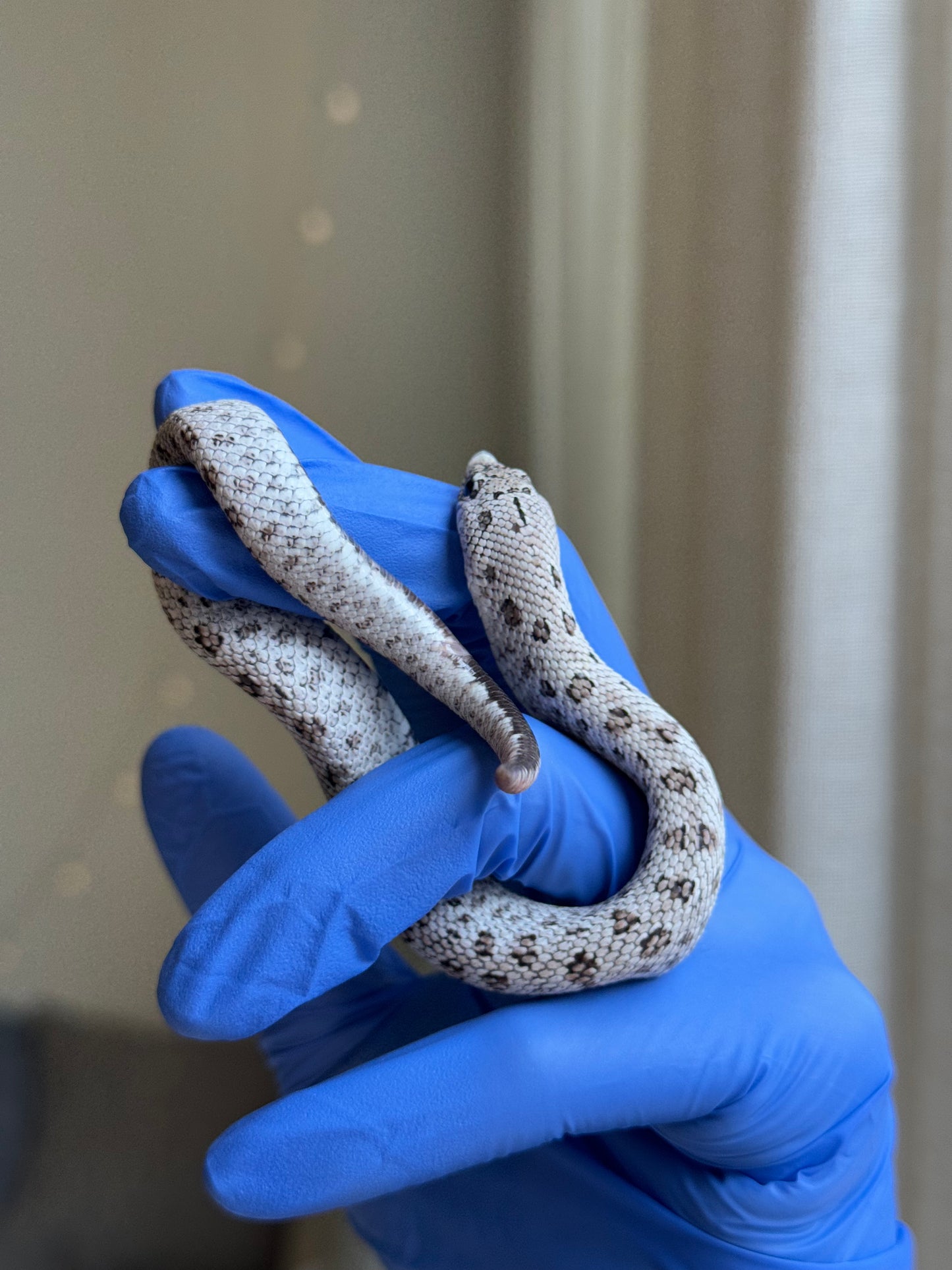 2025 超級北極鬼臉50%ph薰衣草 ♂ (H25312)