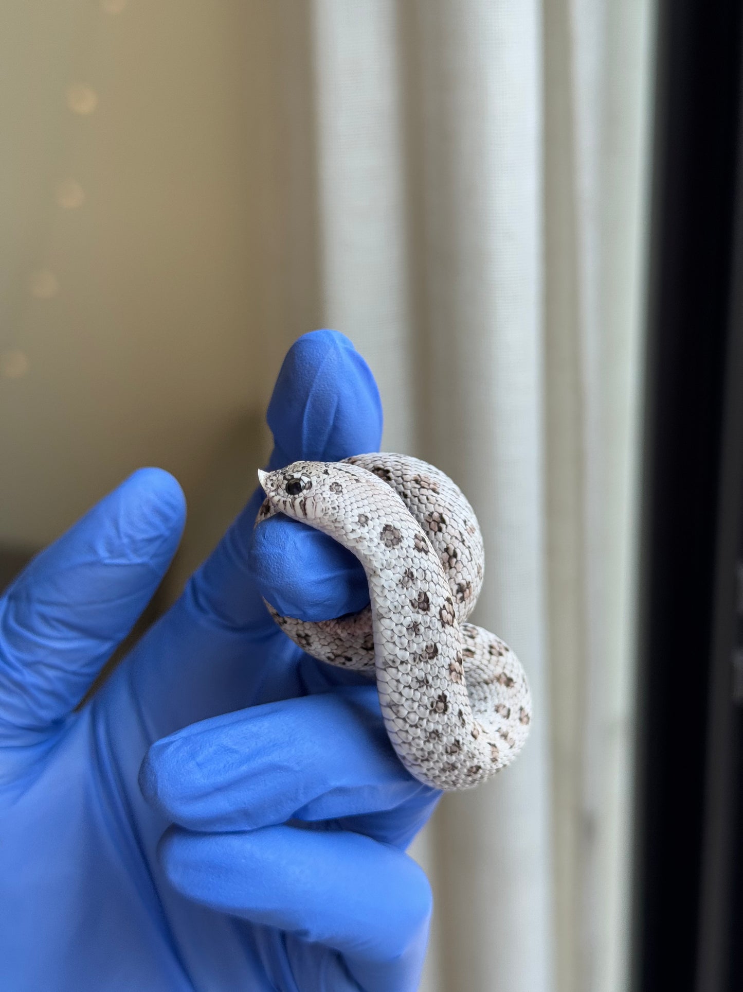 2025 超級北極鬼臉50%ph薰衣草 ♂ (H25312)