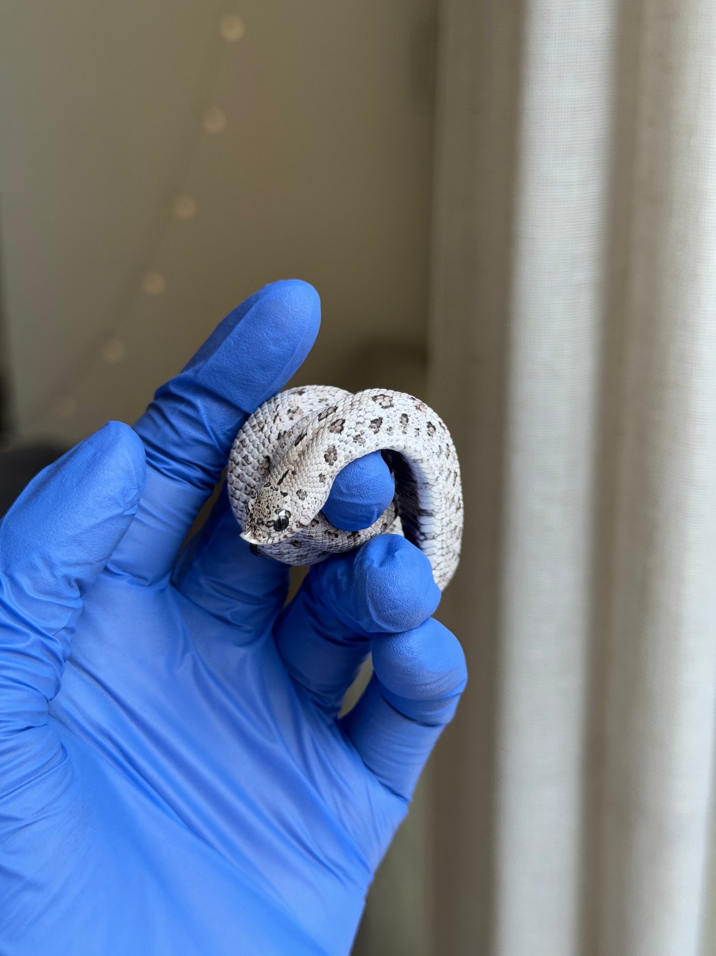 2025 超級北極鬼臉50%ph薰衣草 ♂ (H25312)