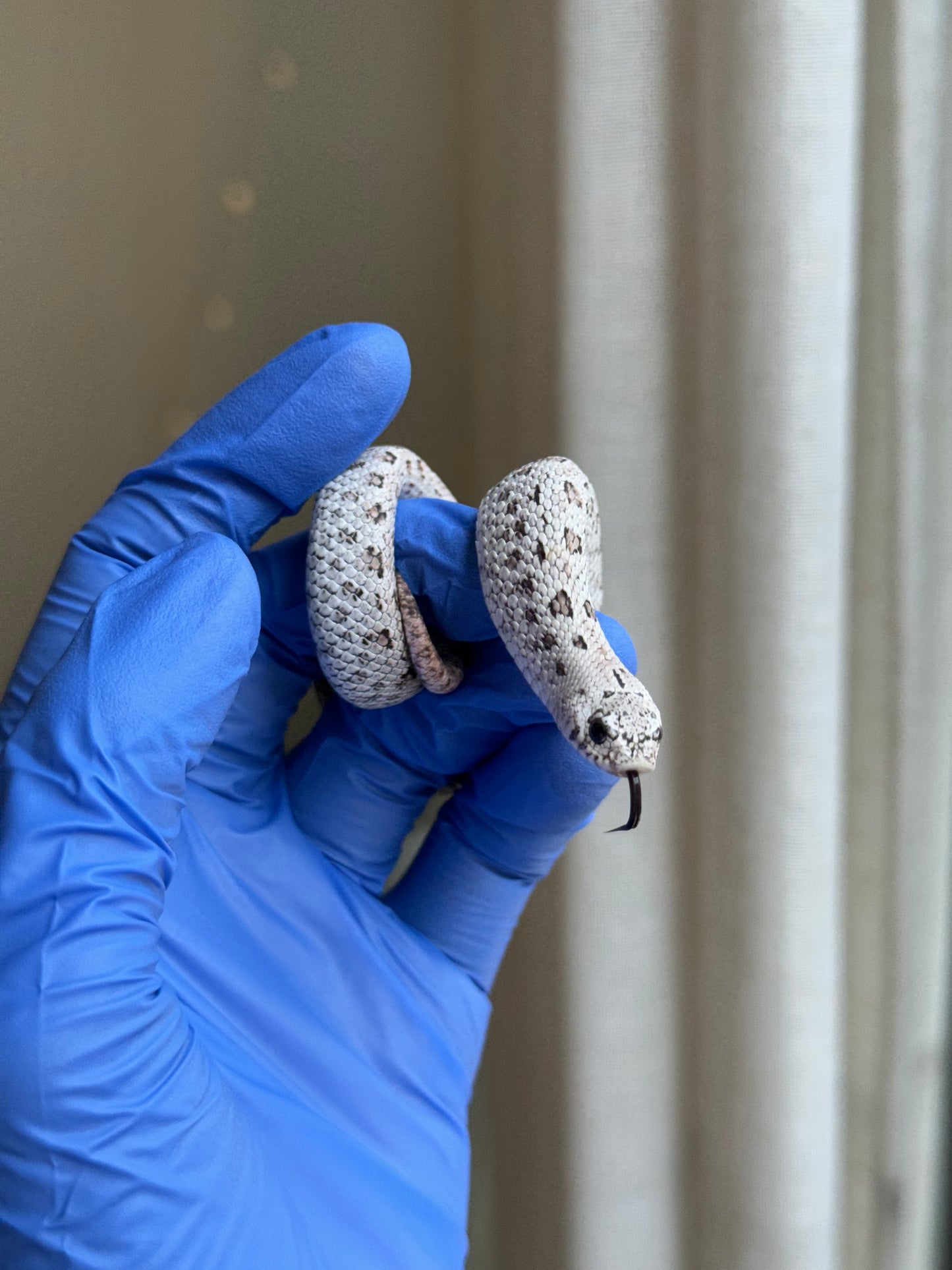 2025 超級北極鬼臉50%ph薰衣草 ♂ (H25312)