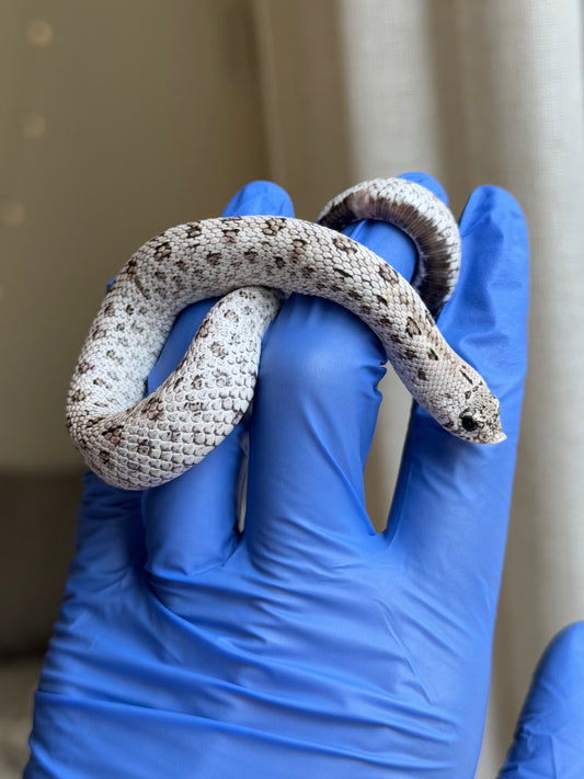 2025 超級北極鬼臉50%ph薰衣草 ♂ (H25312)