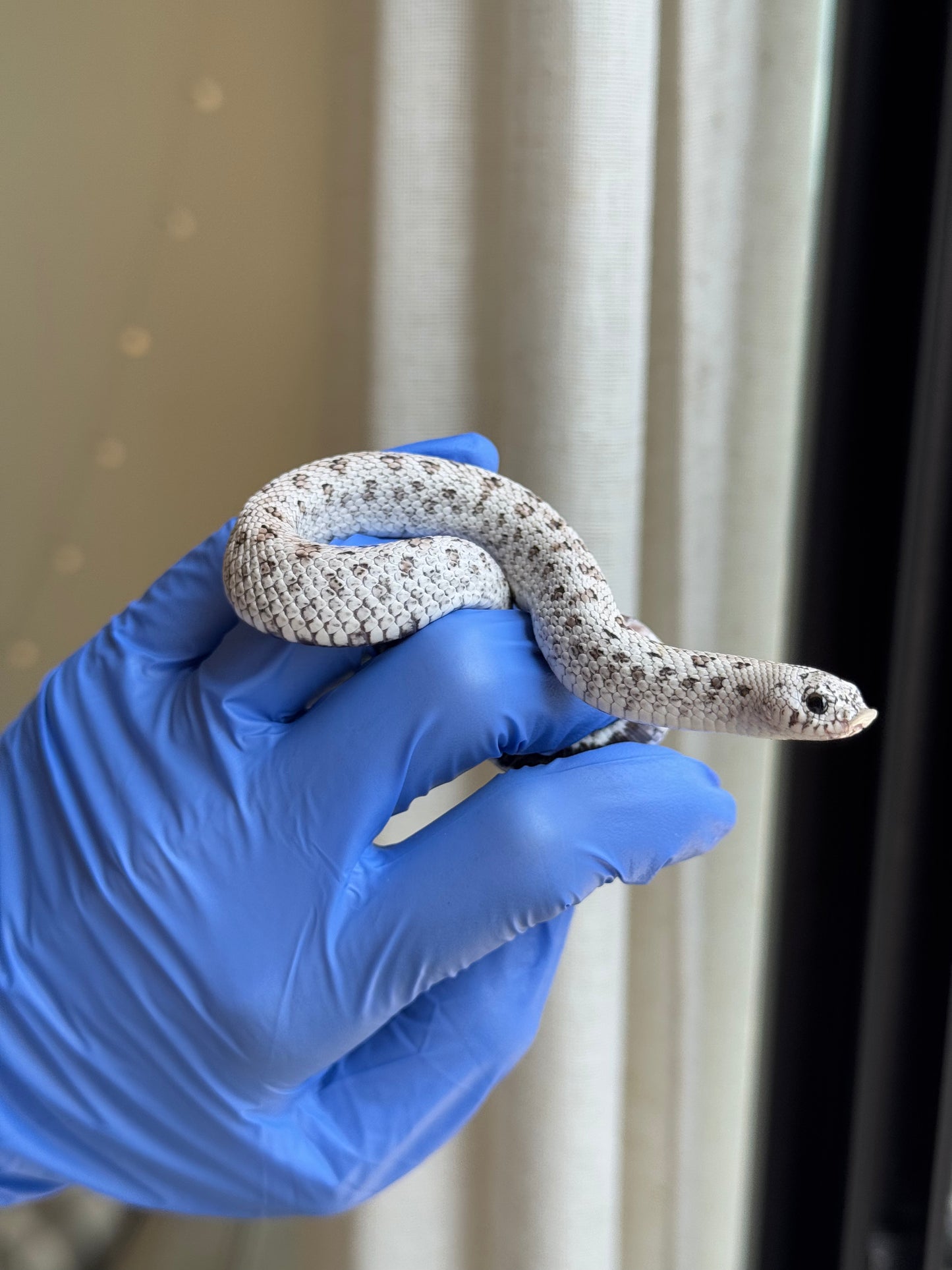 2025 超級北極鬼臉50%ph薰衣草 ♂ (H25312)