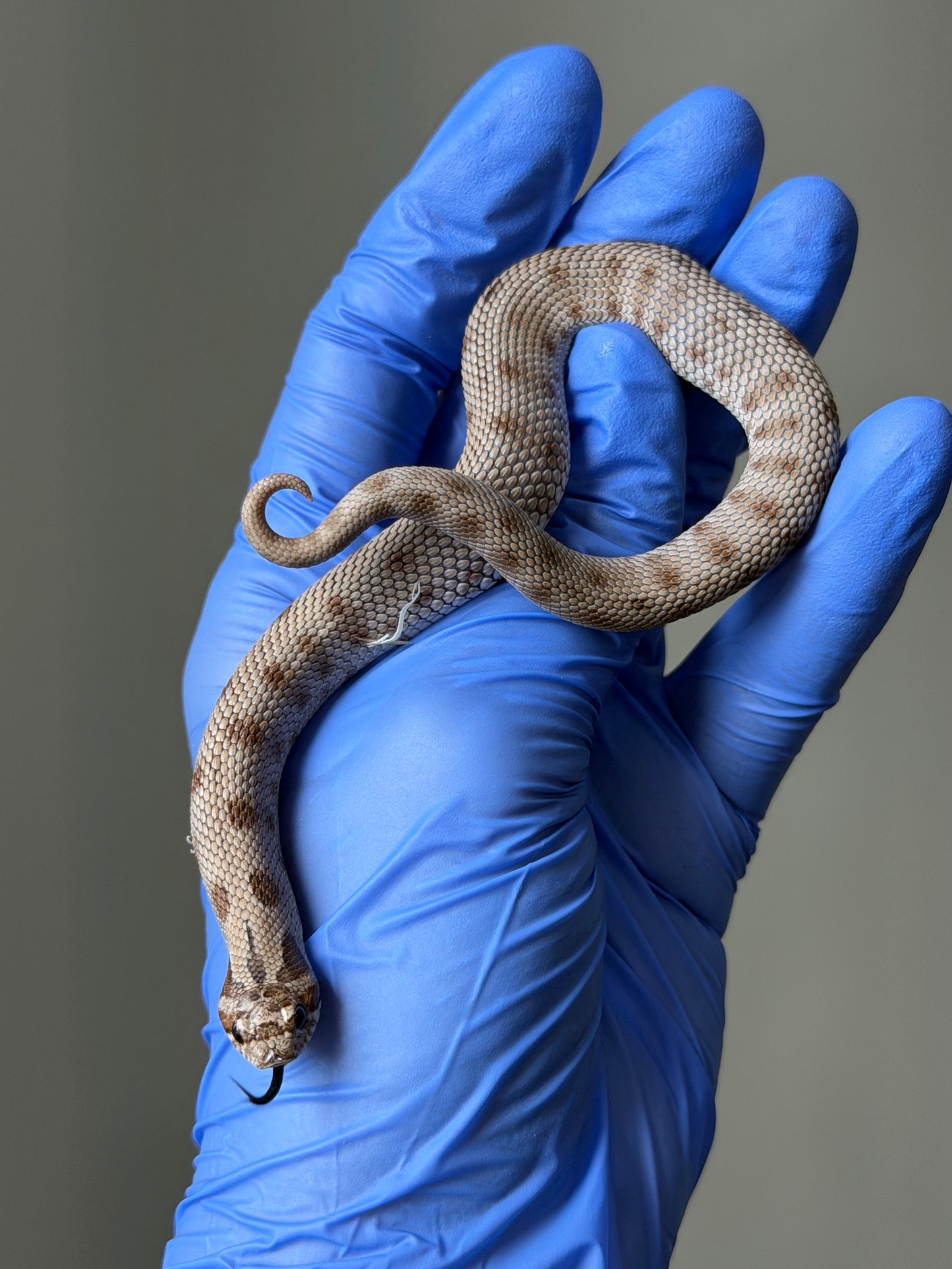 Antarctic Conda 66%ph Toffee 66%ph Axanthic