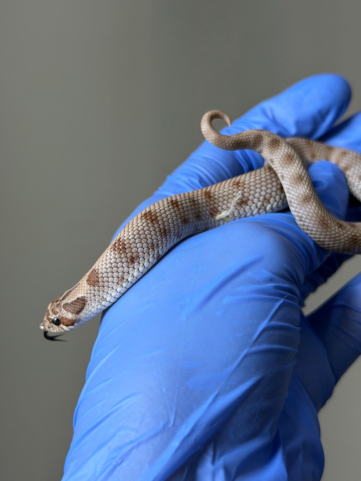 Antarctic Conda 66%ph Toffee 66%ph Axanthic